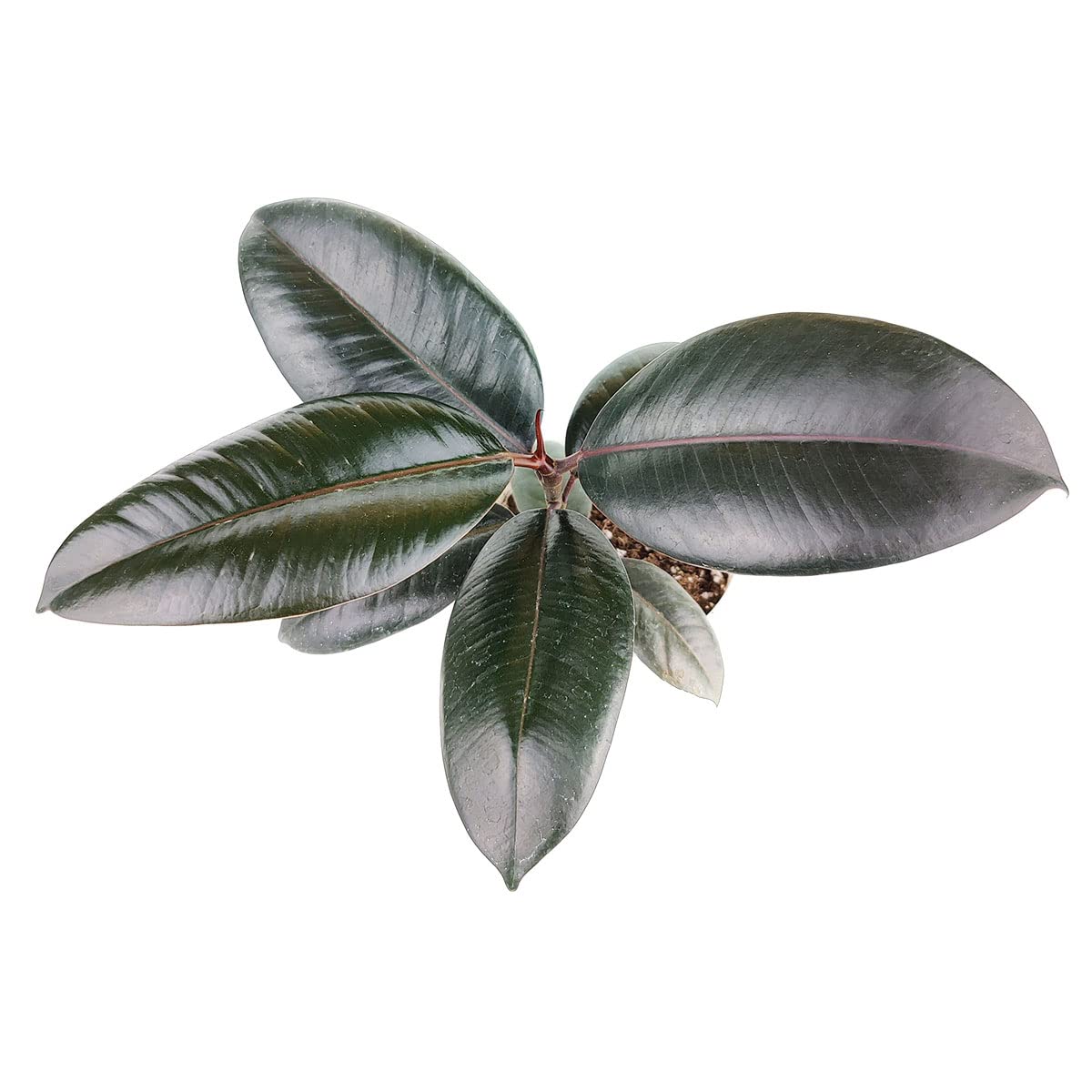 Burgundy Rubber Plant (4" Grower Pot) - Air Purifying and Live Healthy Houseplant - Easy to Grow, Easy to Care Indoor Houseplant