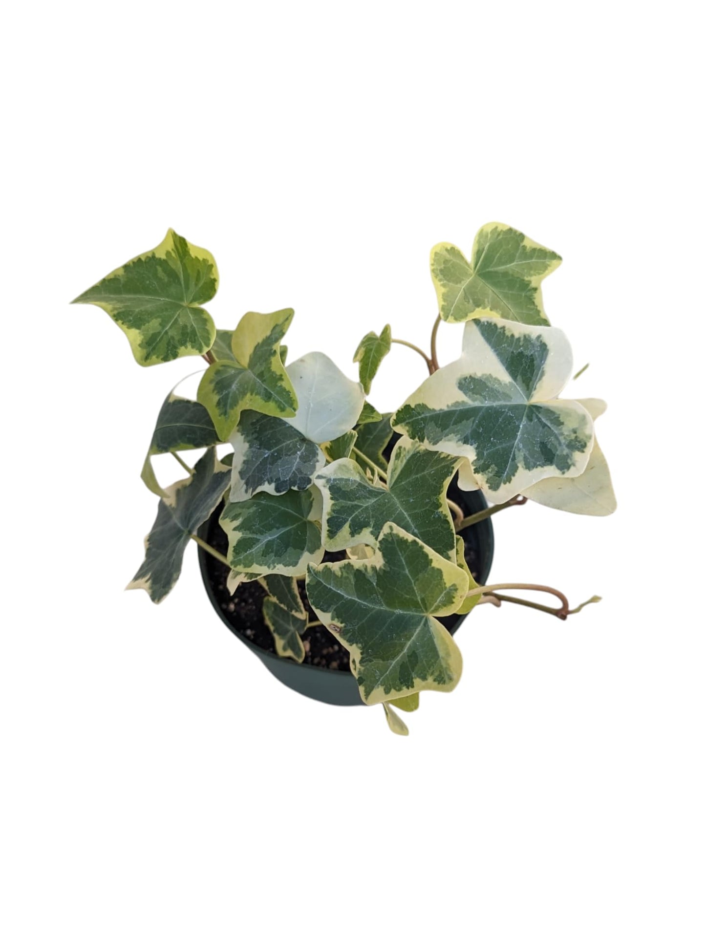 Gold Child English Ivy Plants, 3-Pack, 4" Pots