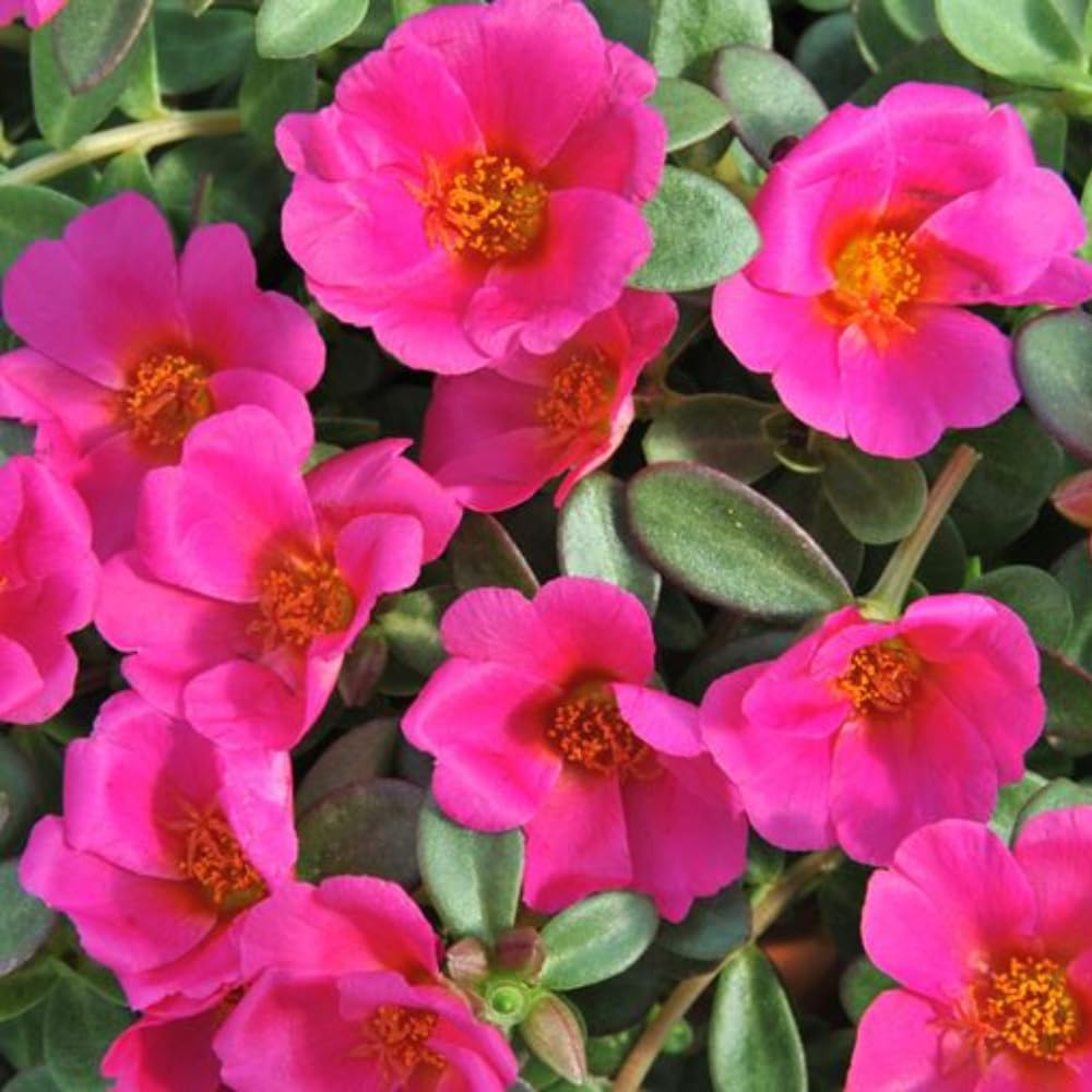 4 Deep Pink Moss Rose Plants Live, Portulaca Ground Cover Flowers, 4-6 Inch Tall Plants for Garden or Containers
