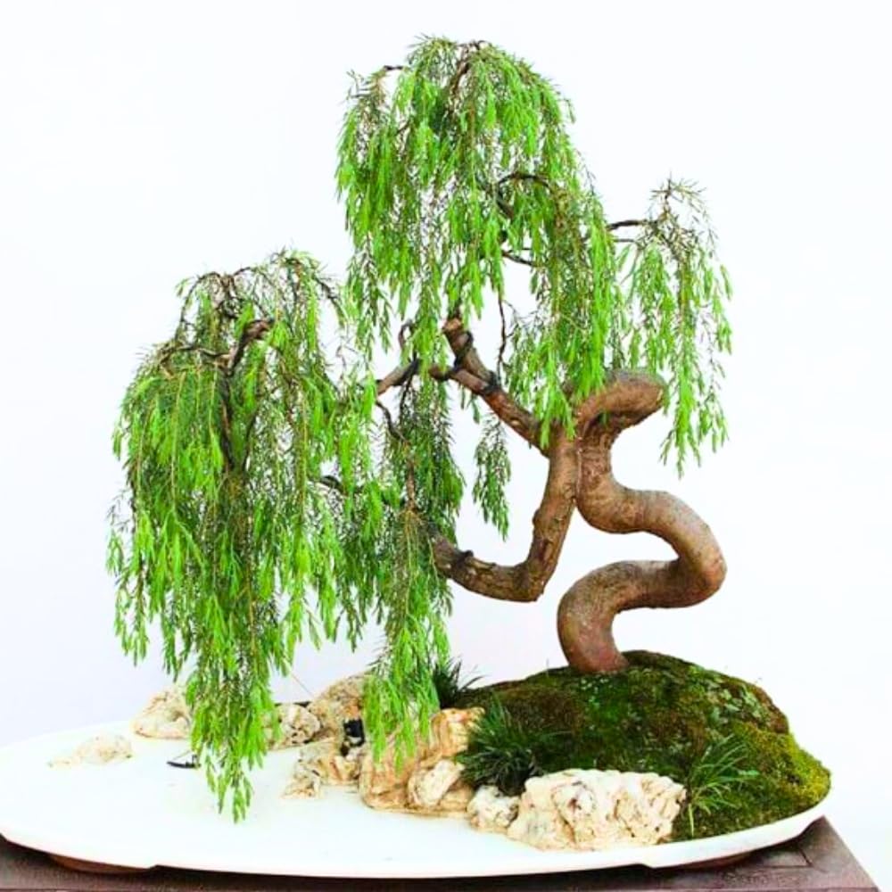 Set of 2 Weeping Willow Bare Root Trees, 1-2 Feet Tall Dormant Live Willow Plants, Fast-Growing Cold-Hardy Shrubs for Outdoor Landscaping