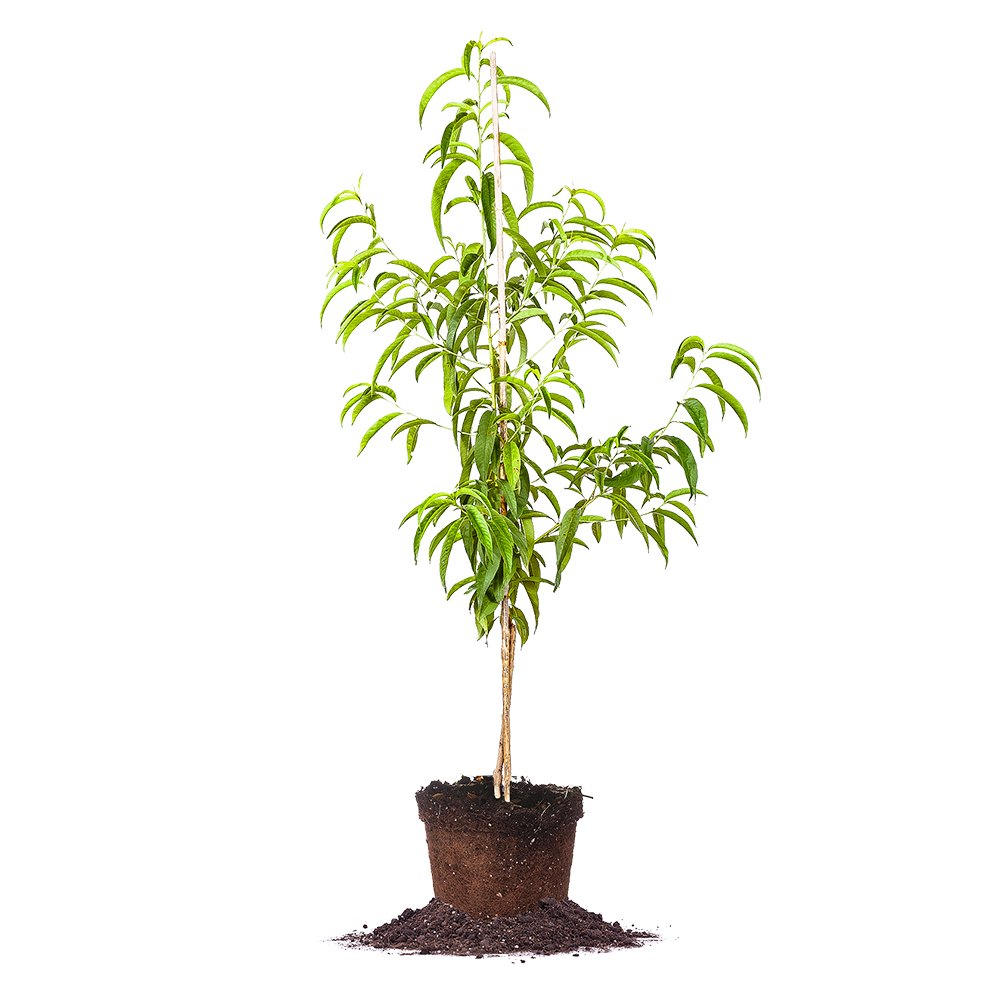 Flordacrest Peach 5 Gal