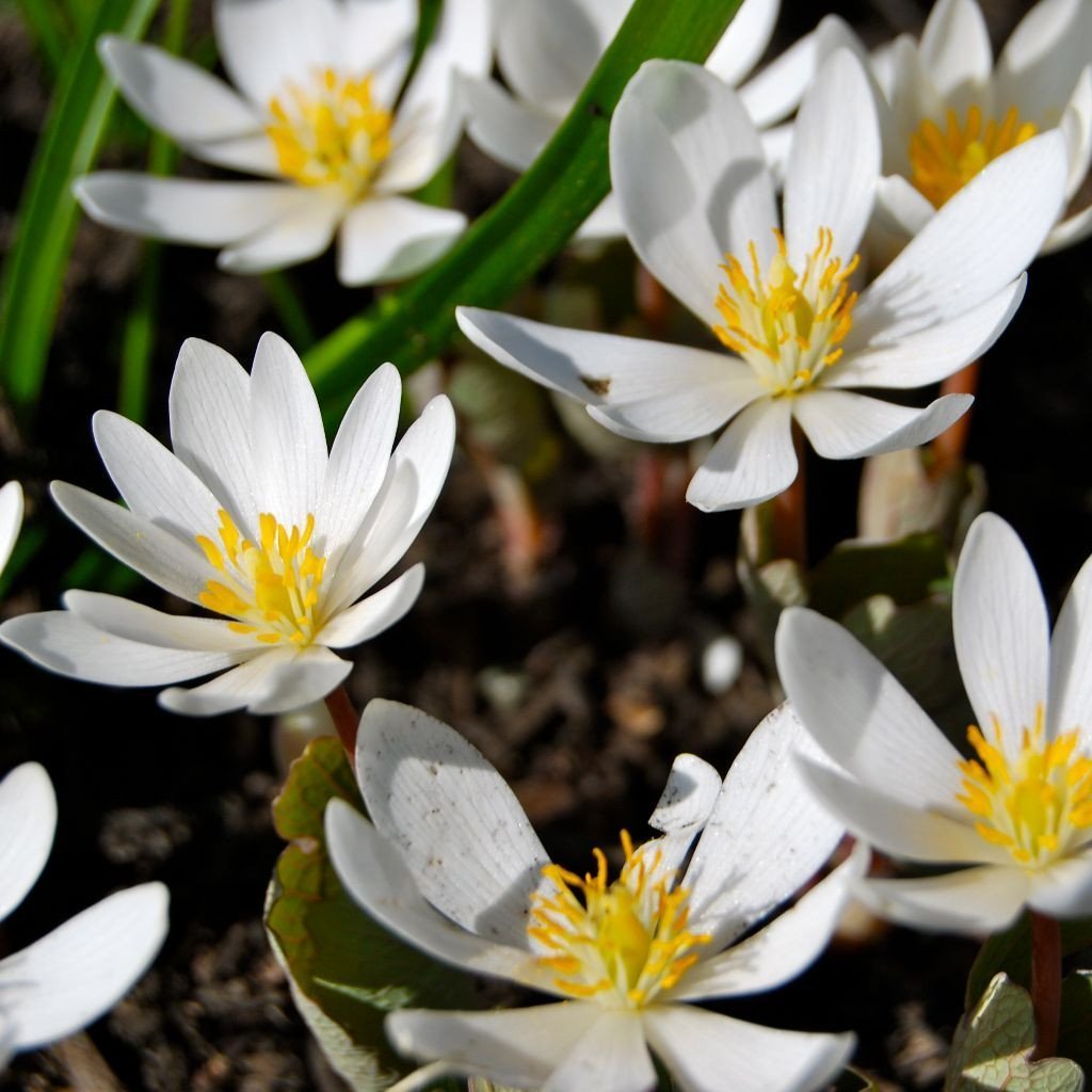 Palm Beach Medicinal Herbs - Bloodroot (Sanguinaria Canadensis) - Packet of 25 Seeds