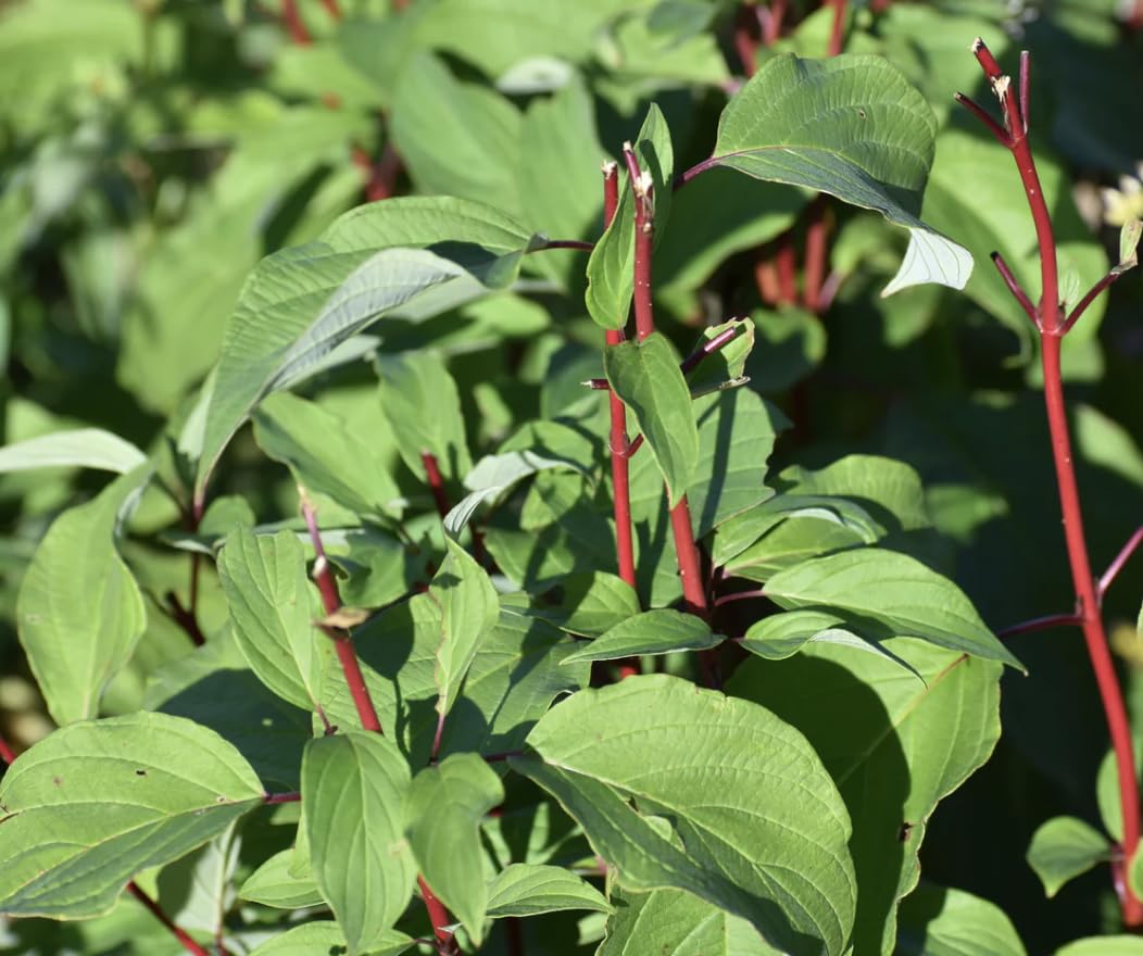 Red Osier Dogwood 1 Live Shrub (Cornus sericea) – Native Wildlife Shrub with Red Winter Stems – 1 Gallon Pot, 2–3 ft Plant