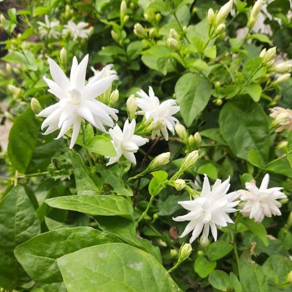 Live Jasmine Plant 2-3ft Tall in One Gallon Pot, Jasmine Sambac Plant Live, White Jasmines Flowers Shurb for Grow Indoor or Outdoor (Arabian Jasmine)