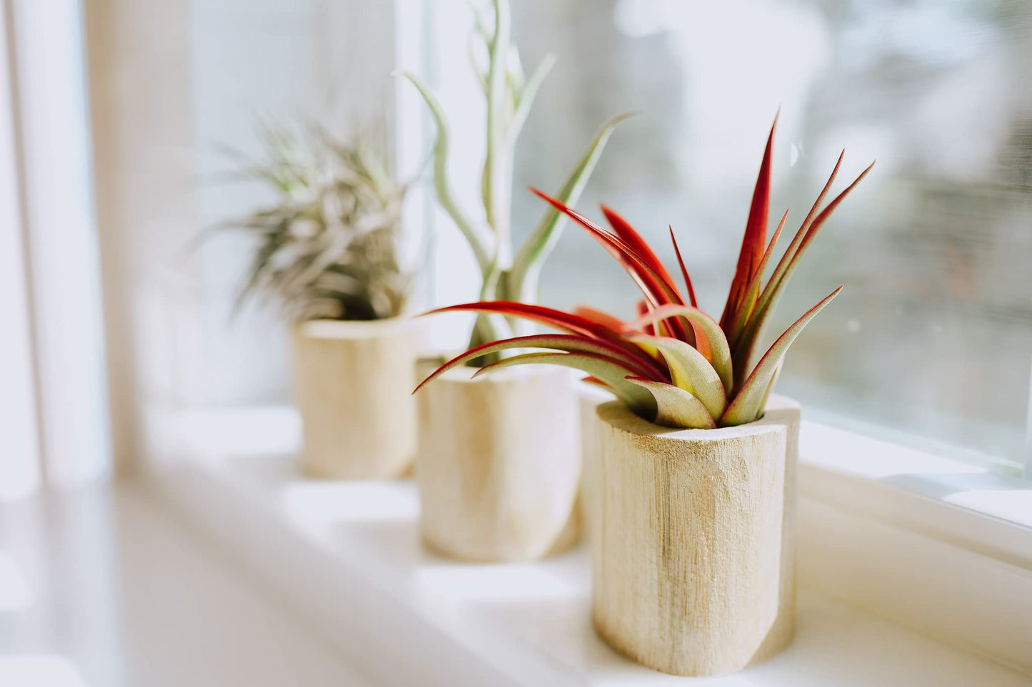 Air Plant Shop 3 Pack XL Tillandsia Caput Medusae Air Plant - Live Tillandsia - Easy Care Indoor and Outdoor House Plants (Pack of 3)