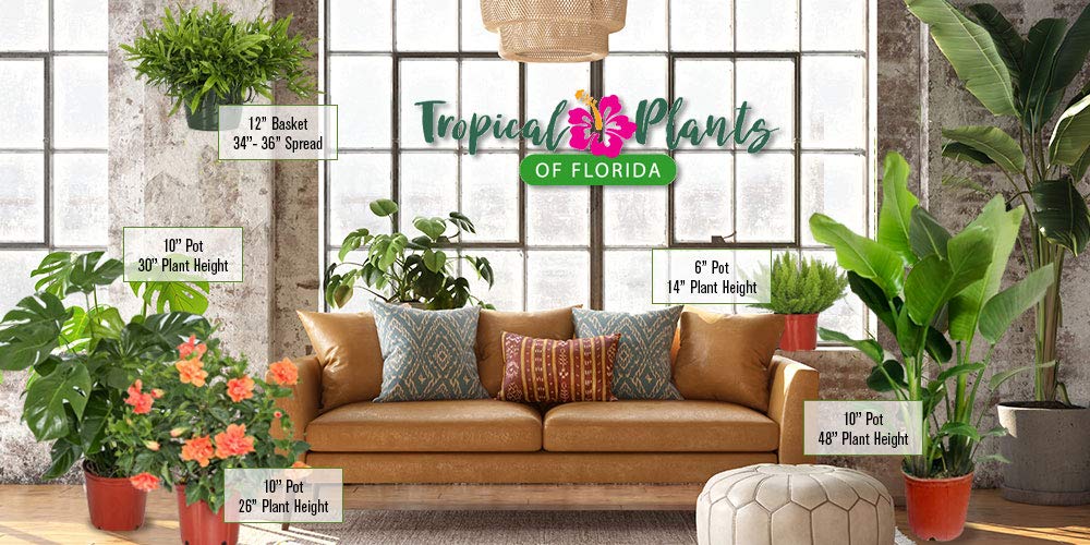 Tropical Plants of Florida Dwarf Cavendish Banana Tree Live Plant 3 Gallon Nursery Pot, 28 to 38 Inch Tall Edible Banana Plant, Tropical Patio Outdoor Tree