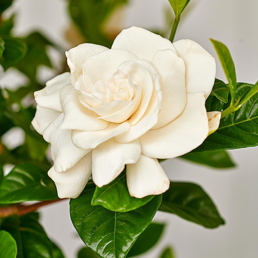Dwarf Gardenia Plant with Double White Blooms, Compact Evergreen Shrub, 1-2 Feet Tall, Indoor Outdoor Garden Flowering Bush (Liner/Starter)
