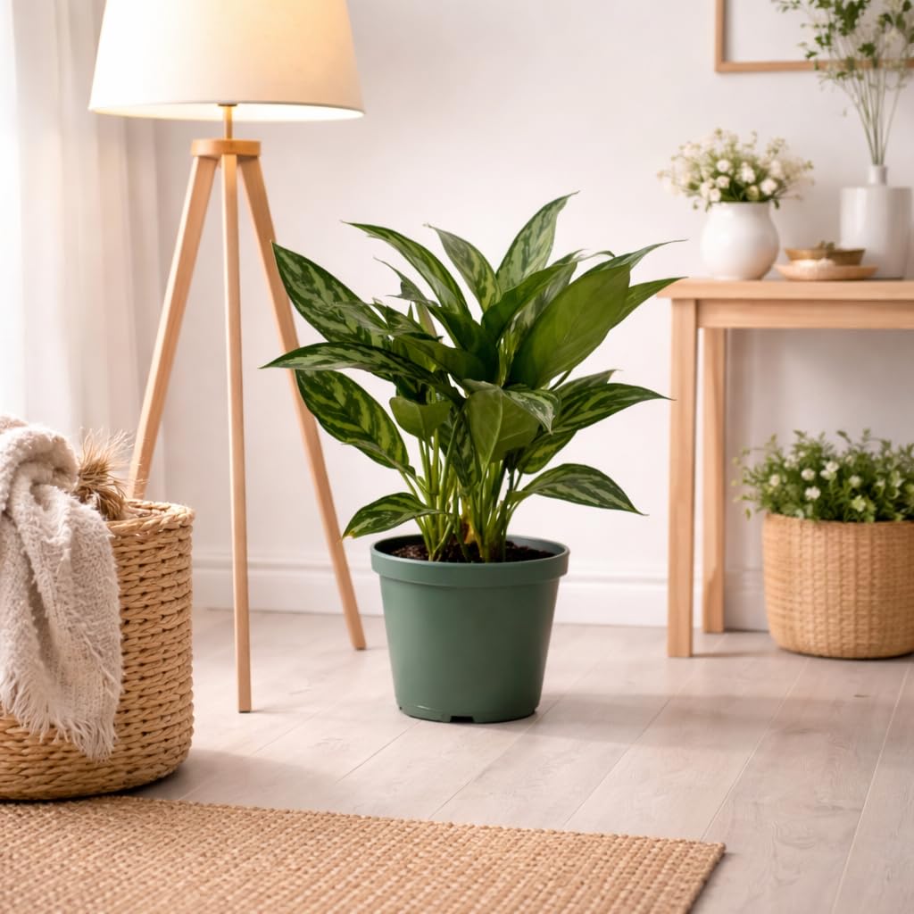 Aglaonema Tigress Live Indoor Plant in 6 Inch Grow Pot, Chinese Evergreen Houseplant, Tropical Foliage Plant for Home or Office