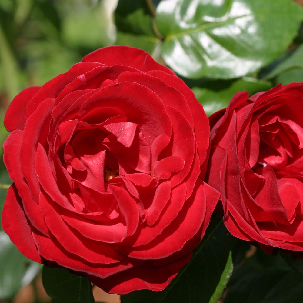 Heirloom Climbing Roses, Live Own Root Plant for Outdoor Garden, Dublin Bay®, Lightly Fragrant, Hardiness Zones 5-10, Continual Blooming