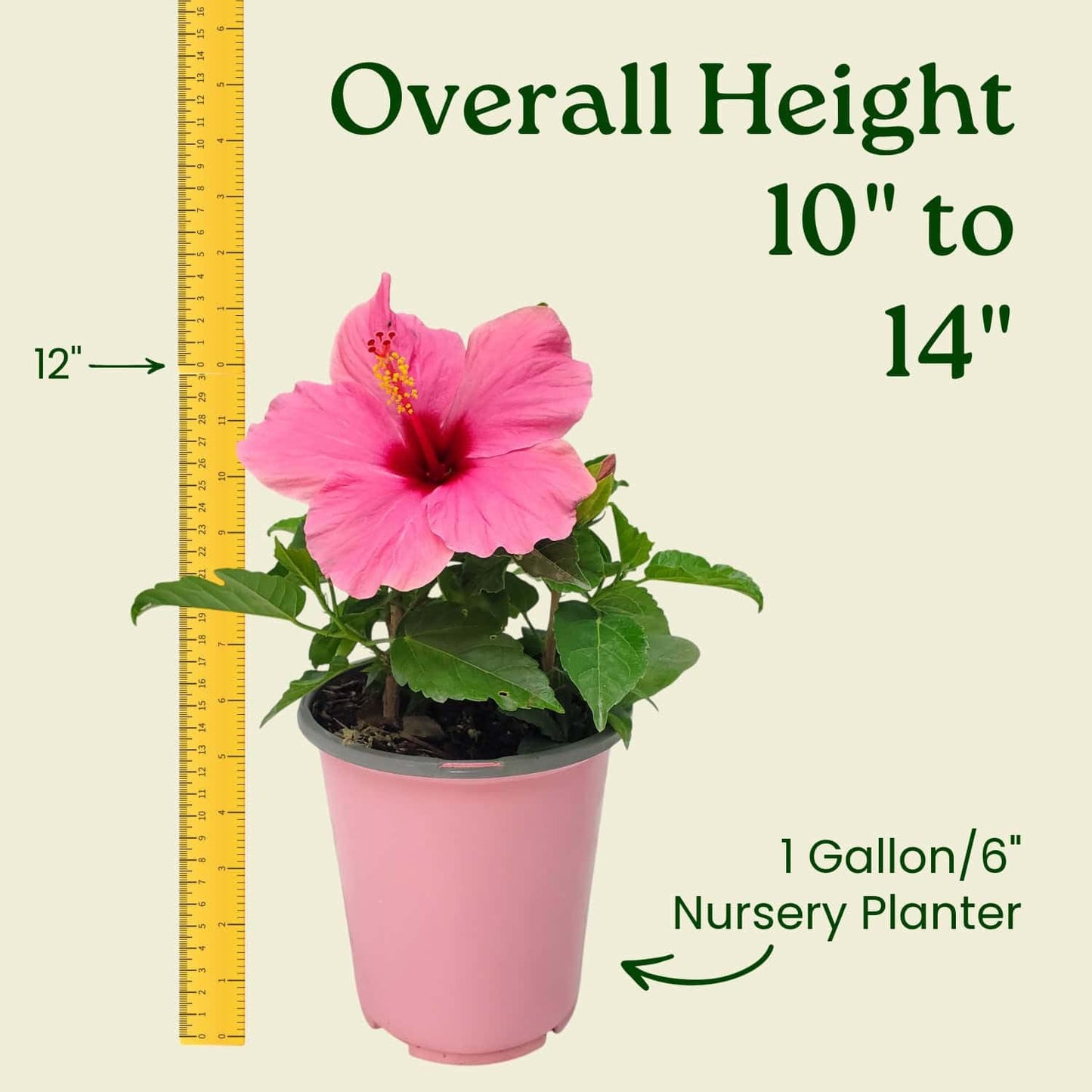 Tropical Plants of Florida - Pink Yoder Dwarf Hibiscus Bush - Flowering Plant Live - 10" to 12" Overall Height - 1 Gallon Planter (Plant Only)
