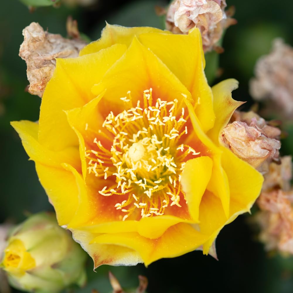 Green Prickly Pear Cactus Plant Live, Prickly Pear Cactus Live Plant Pot for Gardening