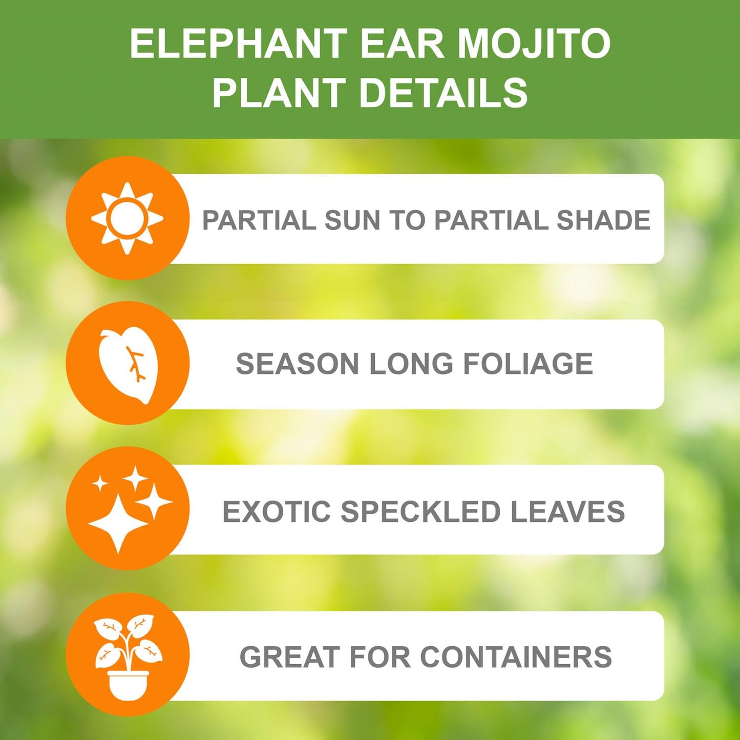 Garden State Bulb Premium Mojito Elephant Ear Bulbs, 7/9 inches, Spring Planting (Bag of 2)
