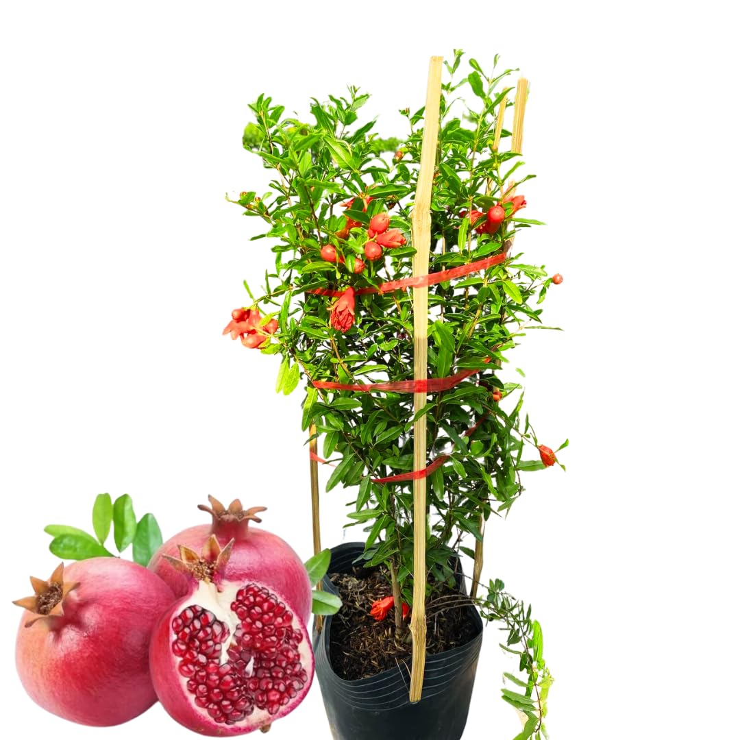 Pack 2 Potted Wonderful Pomegranate Tree Live Plant - Hardy Red Pomegranate Bush - for Gardens and Pots- Full Roots and Easy to Plant, Size 10 to 15 Inch Tall