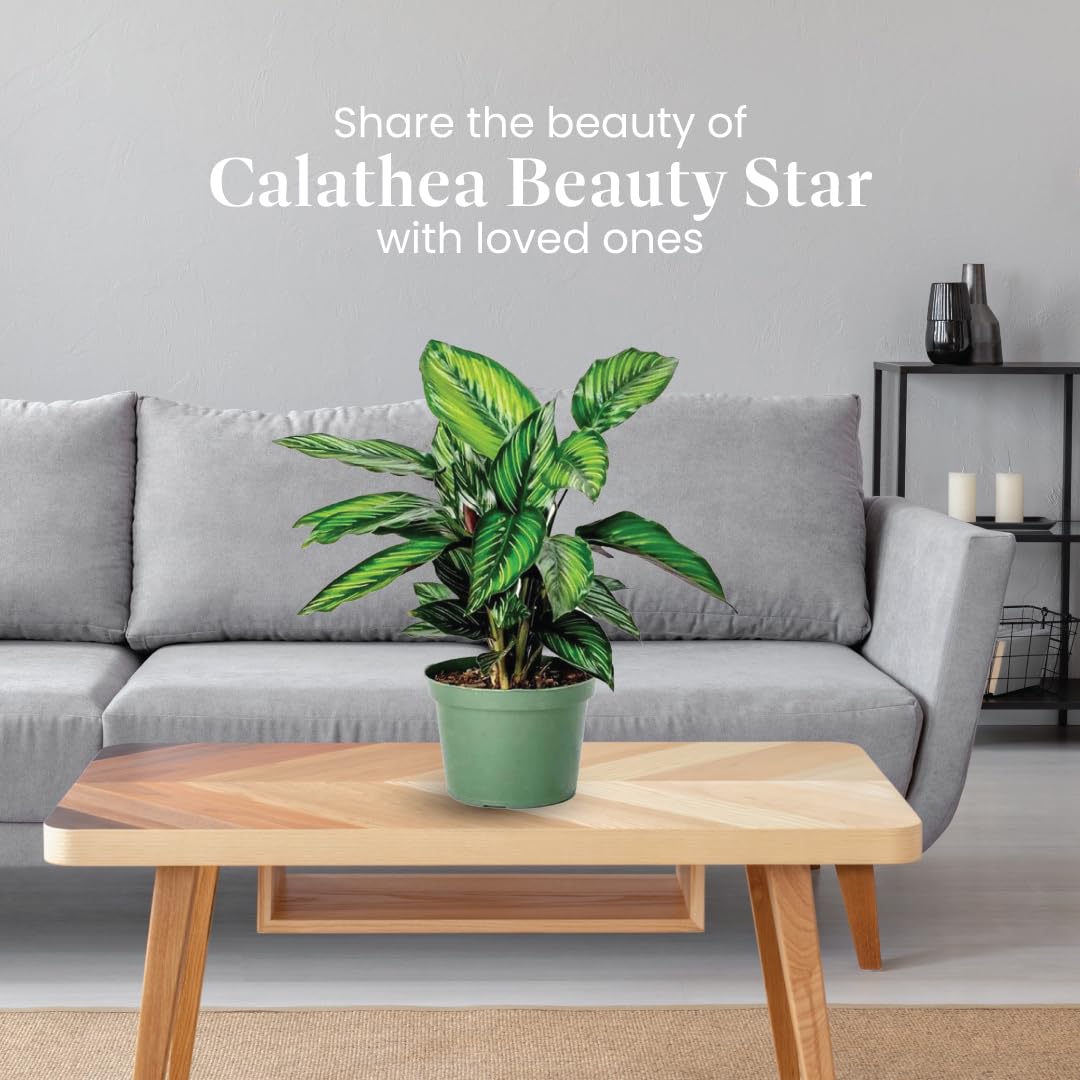 American Plant Exchange Live Calathea 'Beauty Star' – 6-Inch Pot Cover – Pet-Friendly Tropical Houseplant with Striped Green Leaves for Low Light Homes, Offices, Shelves & Indoor Décor
