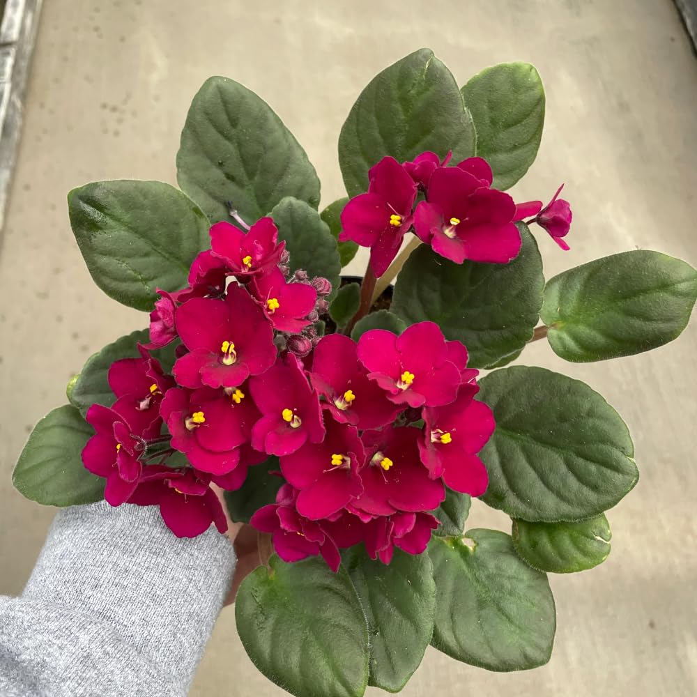 Red African Violets Live Plants House Plants in 4" Pot, Vibrant Blooms for Indoor Décor, Home or Office, Easy to Grow
