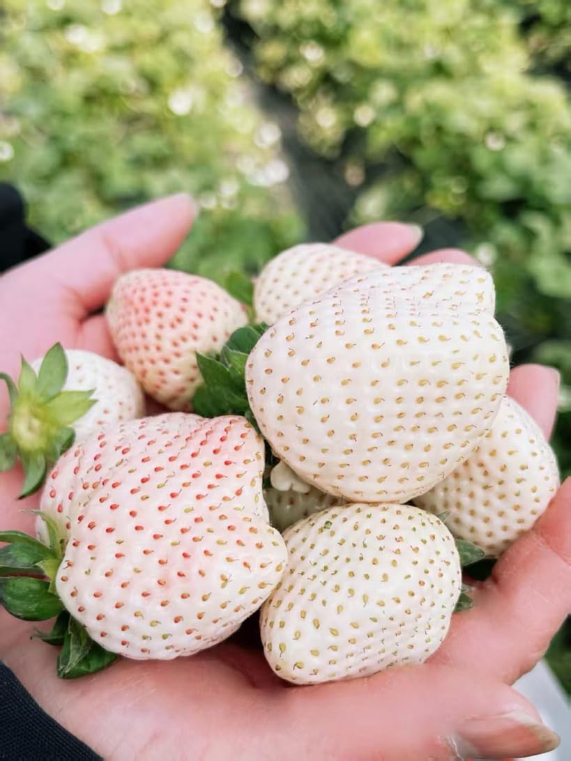 Rare Live White Pineberry Strawberry Plant - Non-GMO Fruiting Shrub in 4-Inch Nursery Pot – Creamy White Fruit with Red Seeds – Sweet & Tropical Flavor for Home Gardens and Patio Containers