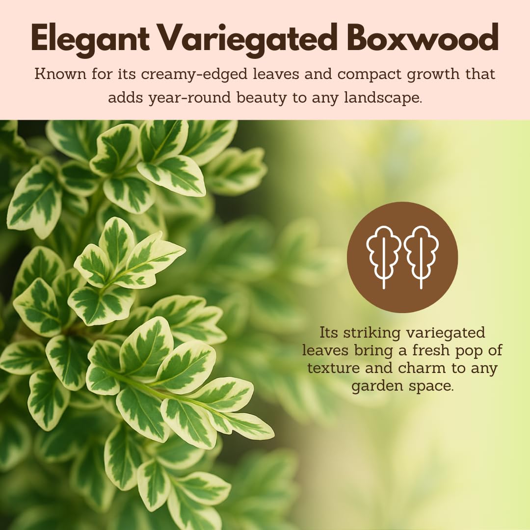 Variegated Boxwood Bonsai Starter Plant, Live Buxus Evergreen Shrub, Container Patio Accent Garden Plant 2 Inch Pot (1)