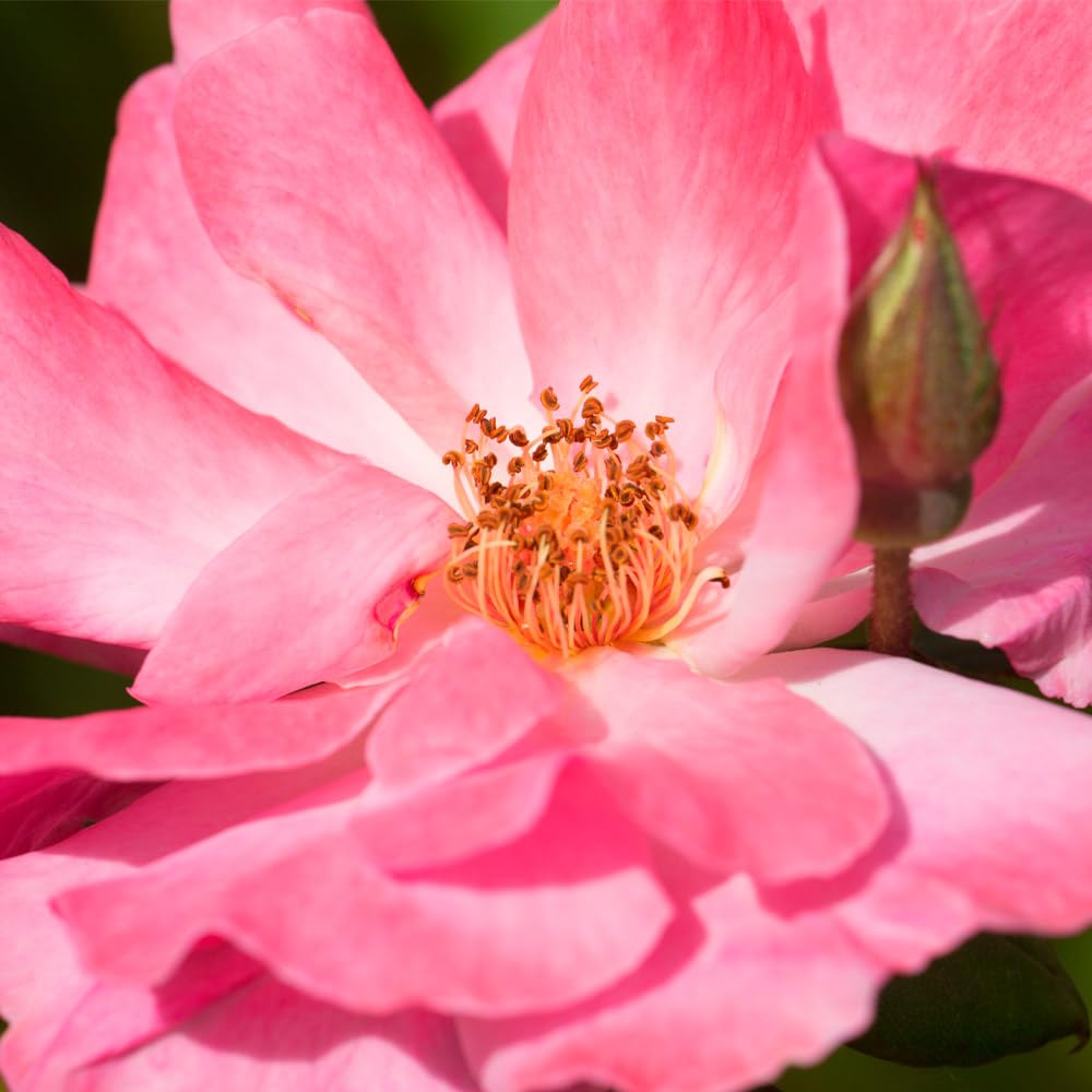 Heirloom Roses Rose Plant - Clair Matin® Pink Rose Bush, Shrub Live Plant for Planting Outdoors