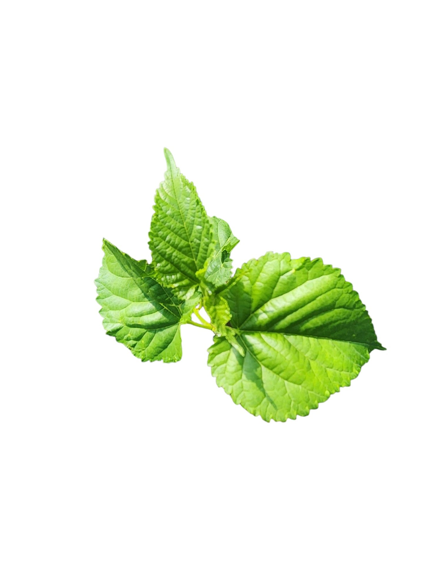 Live White Mulberry Tree Seedling, Young Plant in Soil Pot (15"-18")