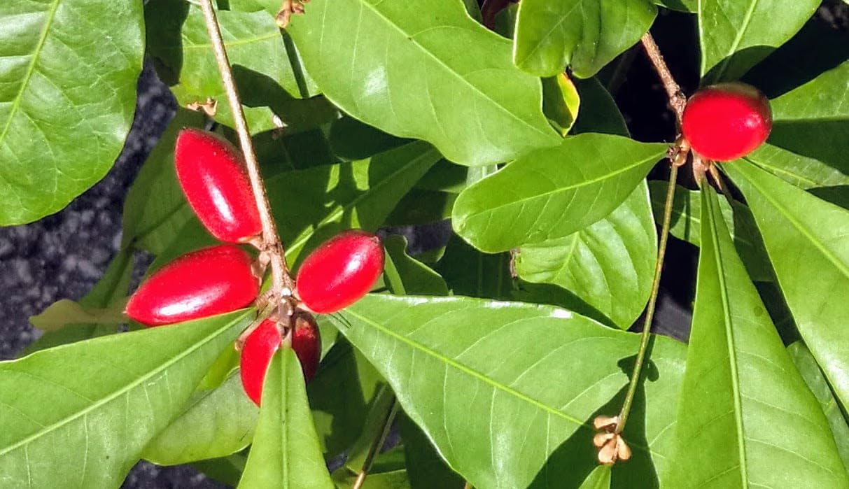 Miracle Fruit (Synsepalum dulcificum) – Live Seedlings & Fresh Seeds – Unique Tropical Berry Plant That Makes Sour Foods Taste Sweet (3 Seedlings / 1 Order)