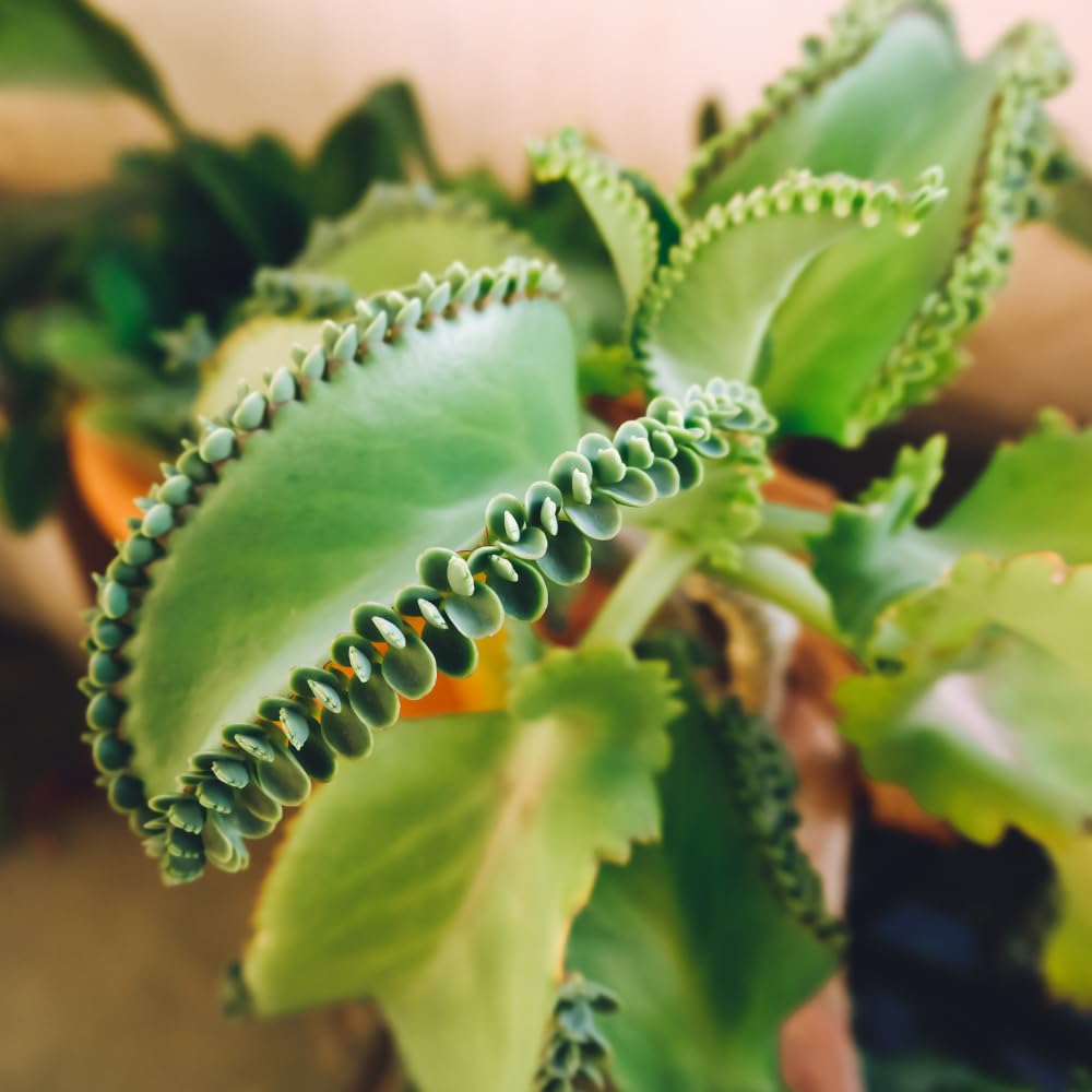 Kalanchoe Live Plant, Kalanchoe Mother of Thousands, Variegated Succulent Houseplant Indoor, 2 Inch Pot (Green)