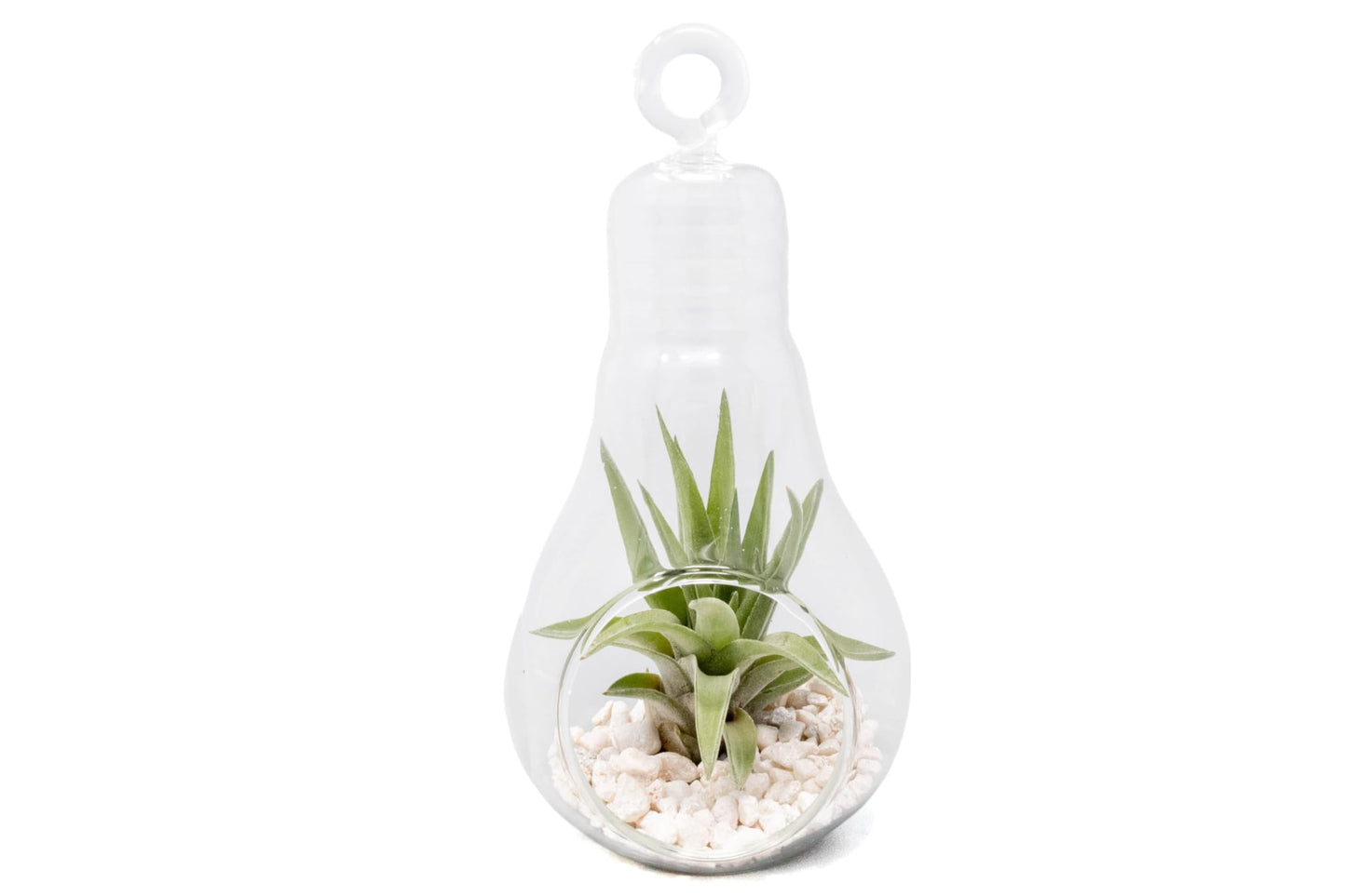 Air Plant Shop Hanging Light Bulb Terrarium with Crushed White Stones and Tillandsia Air Plant -Wholesale and Bulk- Succulents- Live Tillandsia - Easy Care Indoor and Outdoor House Plants (Pack of 1)