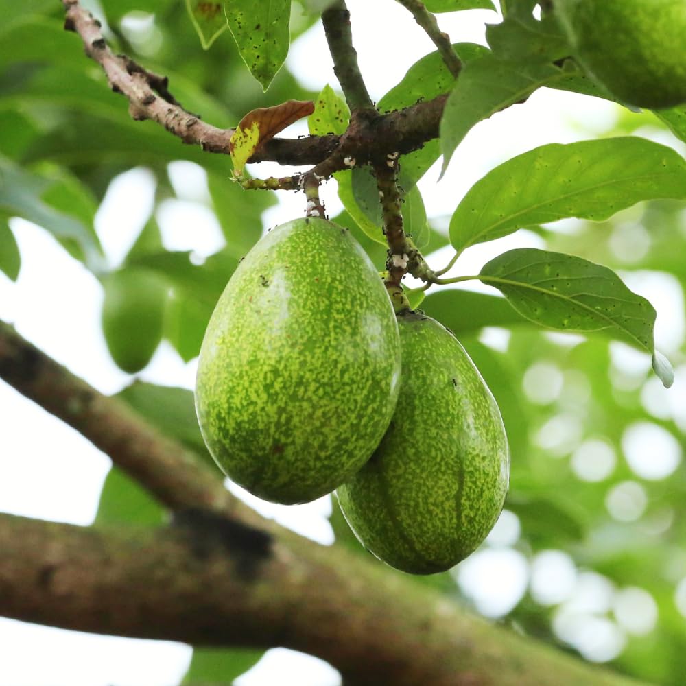 Green Avocado Tree, Avocado Trees Live Plants in 3 Gallon Pot, Fruit Bearing Plant for Outdoor Garden, 1-2 Feet Tall, No CA