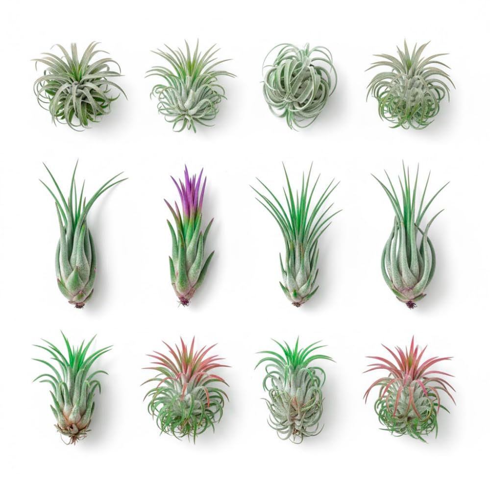 20 Tillandsia Air Plants, Live Succulents Indoor Plants, Assorted Airplants Variety for Decoration, Terrariums, and Office