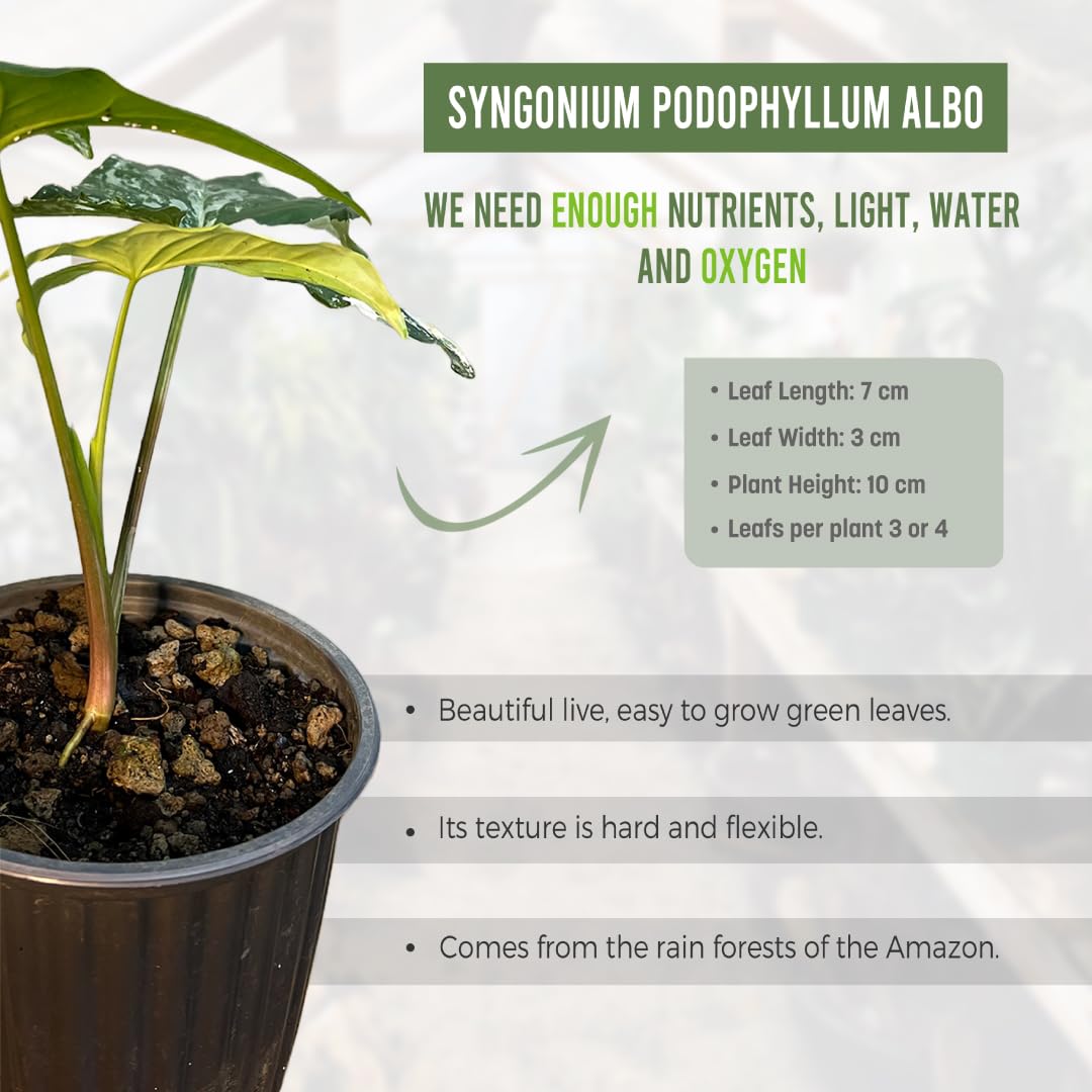 LEAL PLANTS ECUADOR Syngonium Podophyllum Albo Variegated - Elephant Ear House Plant|Syngonium Live Plant Variegated Live Houseplant| Perfect for Home Decor, Unique Gift for Plant Lover