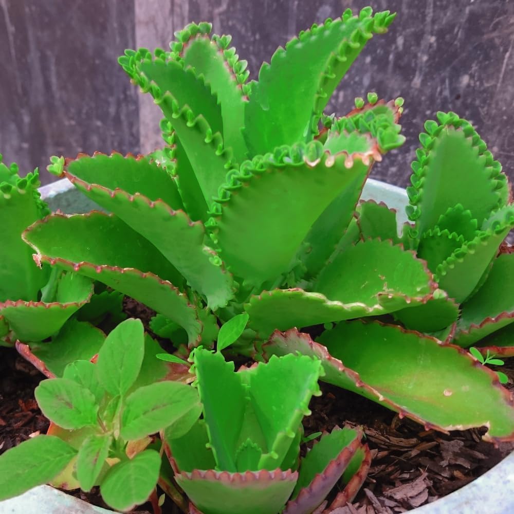 Kalanchoe Mother of Thousands Plant Live in 4 Inch Pot Rooted Plant, Kalanchoe Succulent Live Plants Indoor Outdoor, Easy to Care, Great for Home Office Wedding Decorations DIY Projects Party Favor.