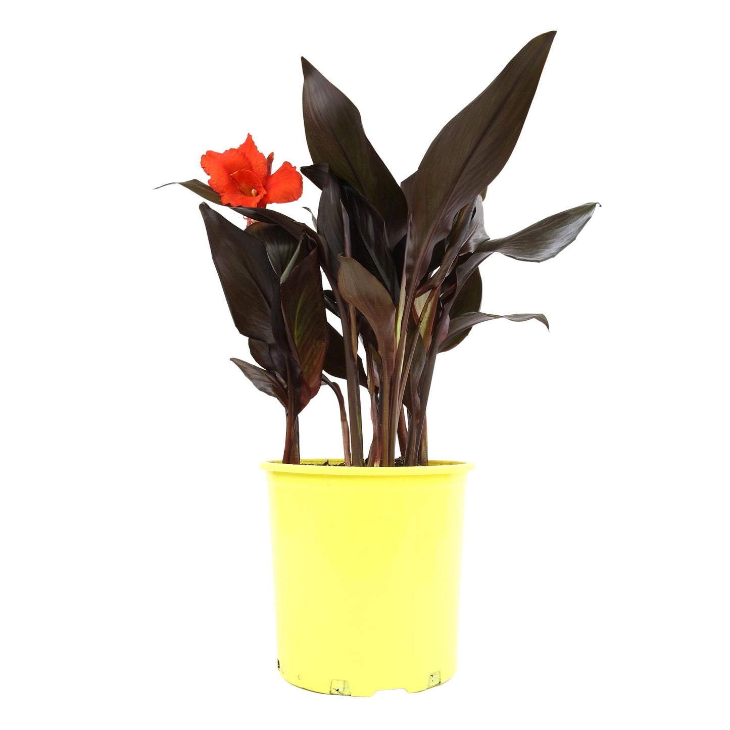 Canna Lily 'Lava Rock', Live Lilies, Garden Perennial Outdoor Plant, Blooms Red Flowers in 4 qt. Grower Pot by Plants for Pets