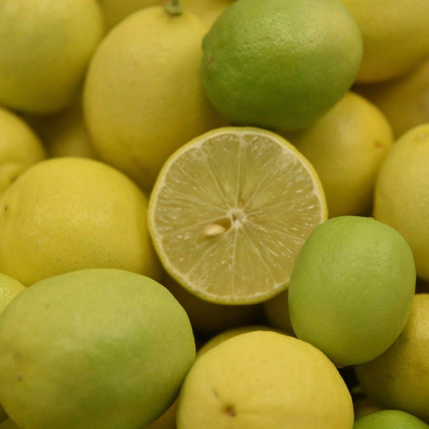 Live Plant - Dwarf Mexican Key Lime Tree - Live Citrus Plant - 26-30" Tall - 1 Gallon Pot