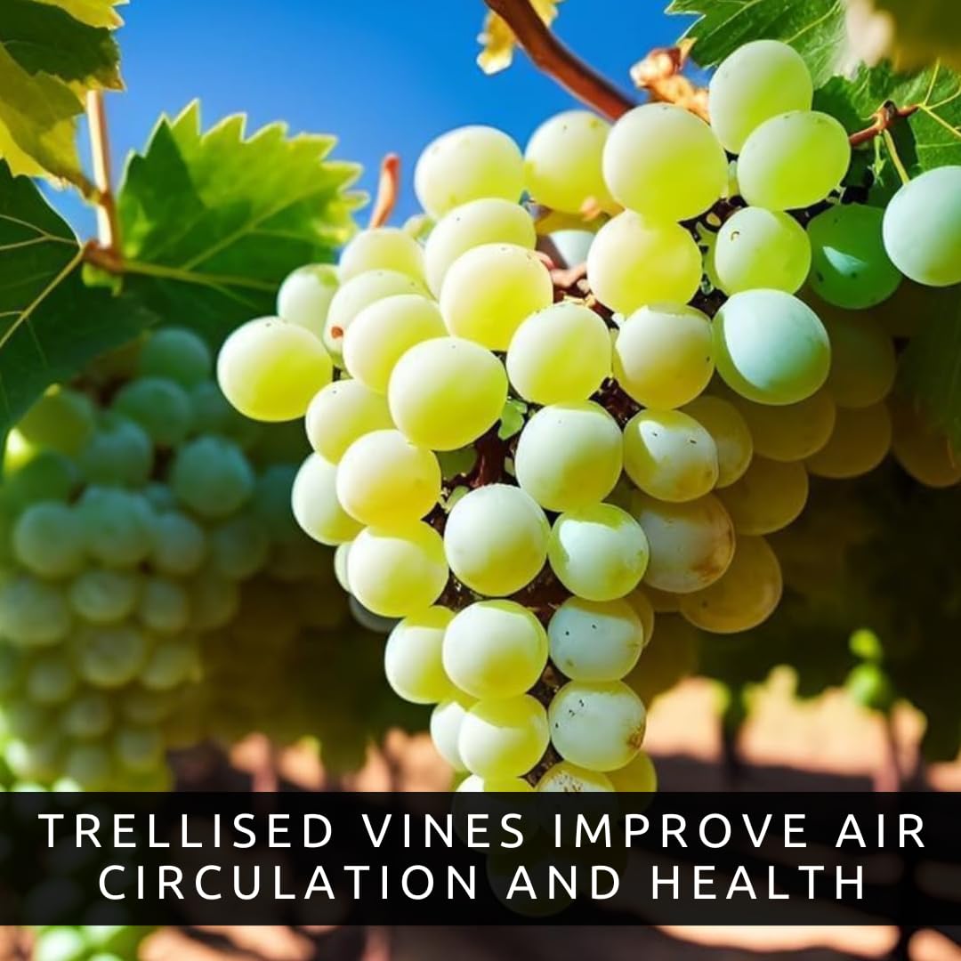 9 Live Grape Vine Seedlings – Concord (Purple), White, and Red Grapes – 3 of Each Variety – Easy to Grow Fruit Plants for Garden, Vineyard, Trellis, or Fence
