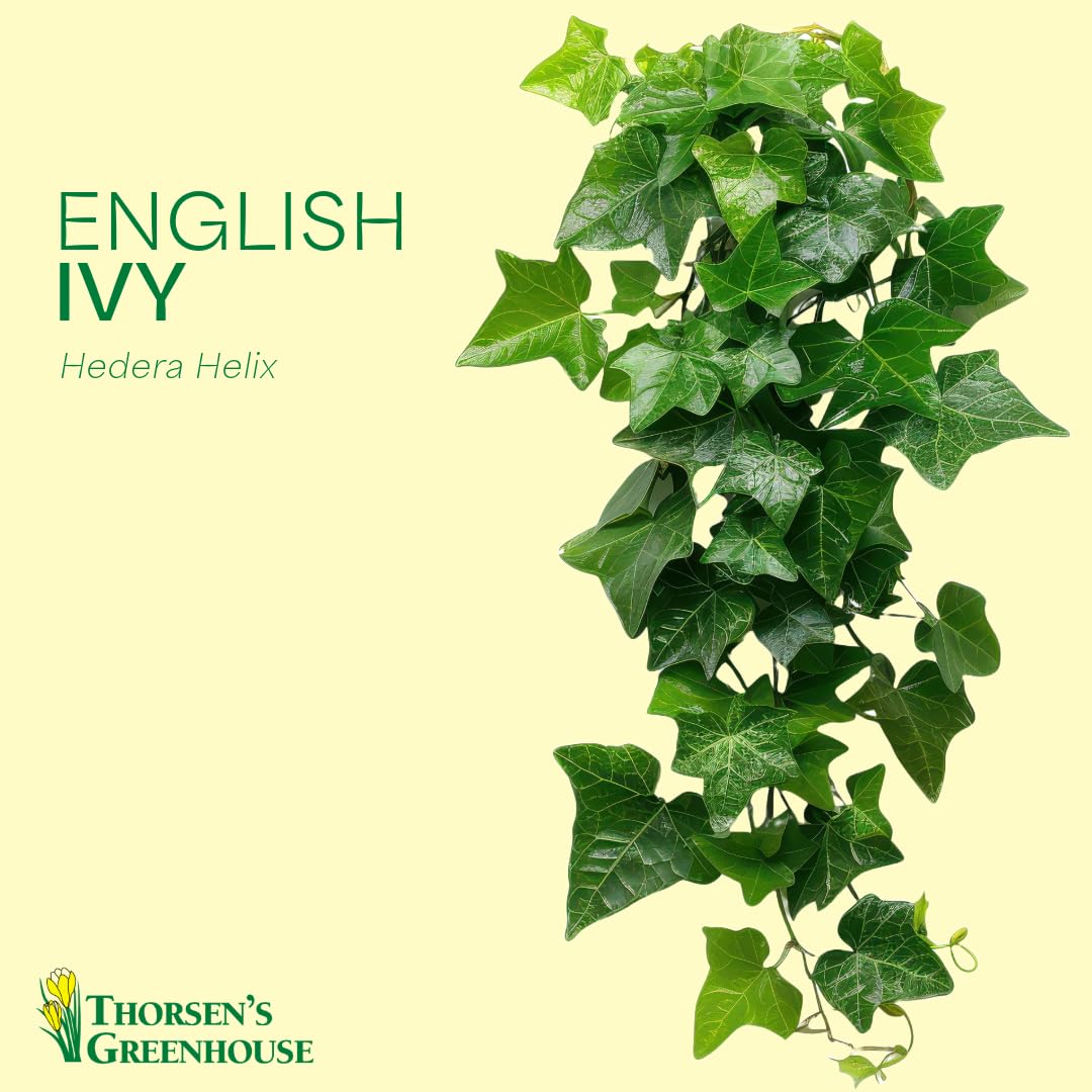 Thorsen's Greenhouse Live Green English Ivy Plant, Hedera Helix, Natural Air Purifier, Easy to Grow, Live Indoor Houseplant, 4" Diameter Pot, White
