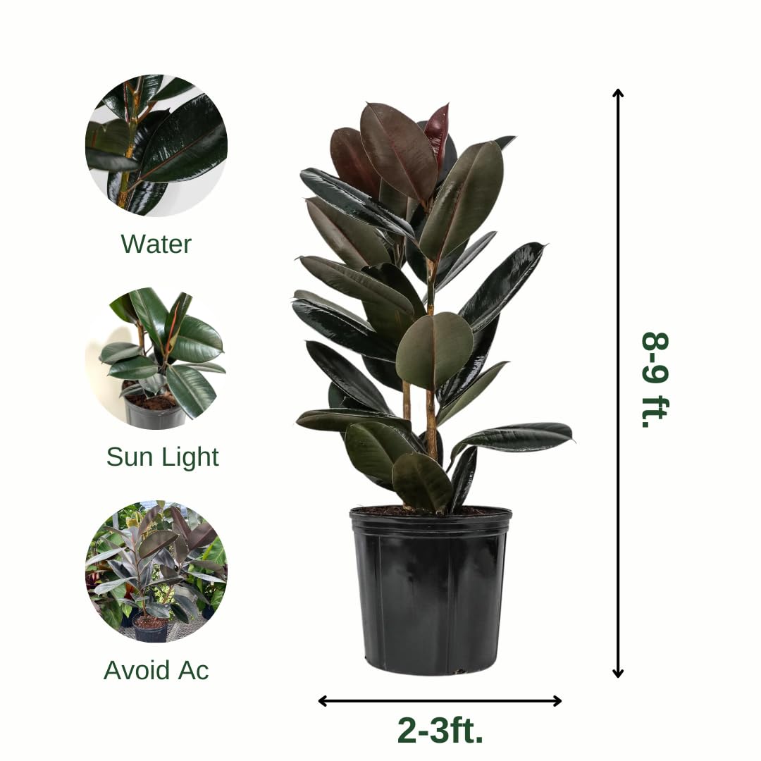 Eureka Farms Ficus Burgundy Bush – Live Rubber Tree Plant, Low Maintenance Indoor Tropical Houseplant with Rich Red & Green Foliage, Perfect for Home & Office Decor