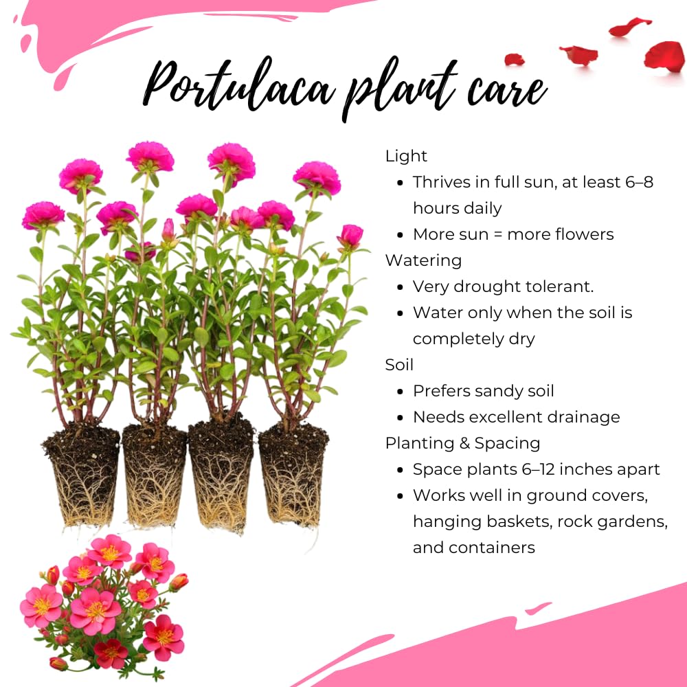 4 Deep Pink Moss Rose Plants Live, Portulaca Ground Cover Flowers, 4-6 Inch Tall Plants for Garden or Containers