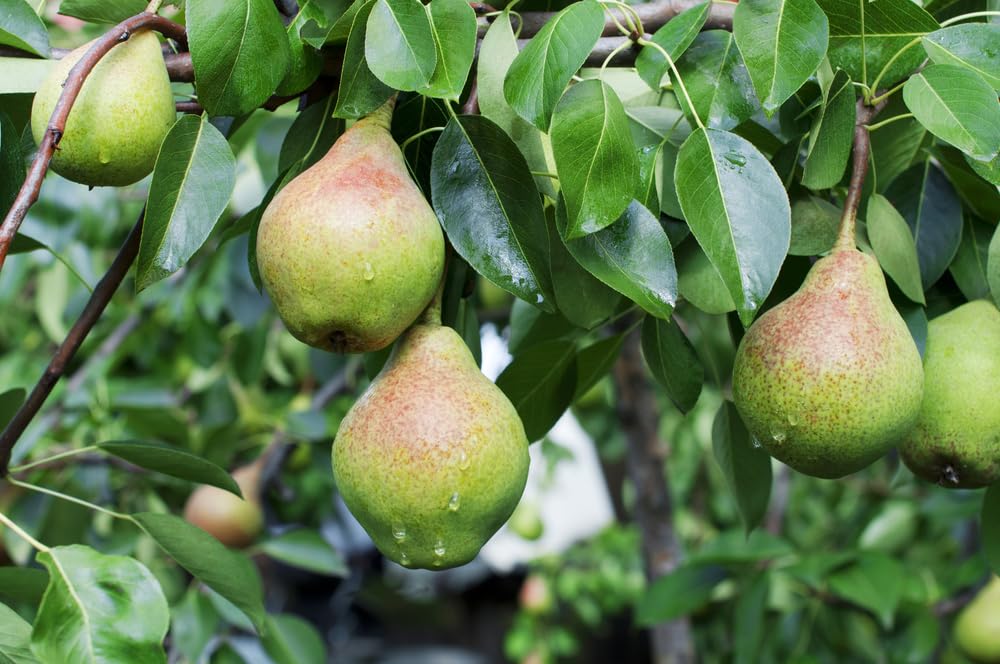 Pear Tree Seedlings for Planting - Grow Delicious Pear Fruits - Common Pear (3 Seedlings)