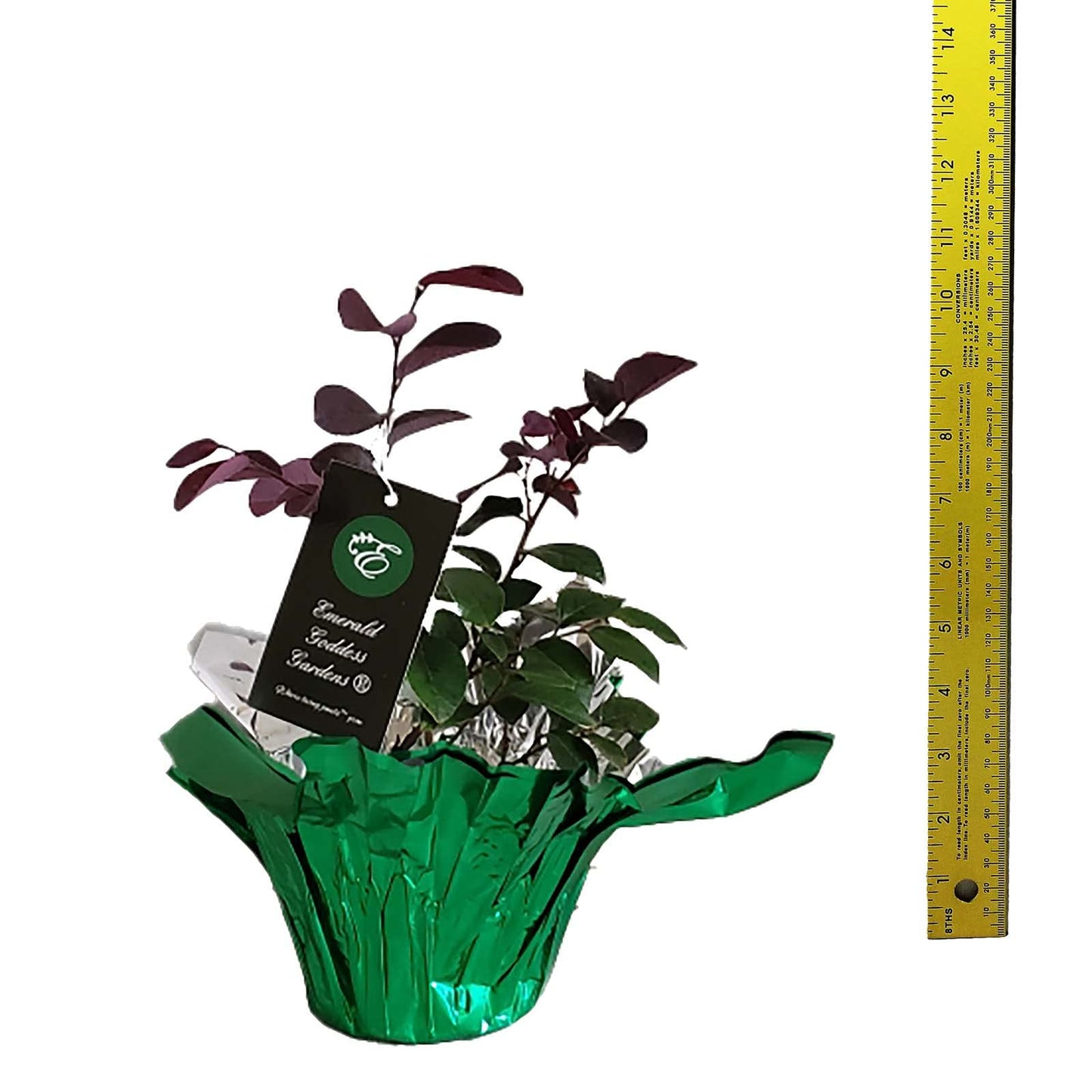 Carolina Midnight Chinese Fringe Flower - Loropetalum Hybrid - Live Shrub Plant - Red Purple Leaf - Pink Flower - Emerald Goddess Gardens - Starter Sz 4 Inch Pot