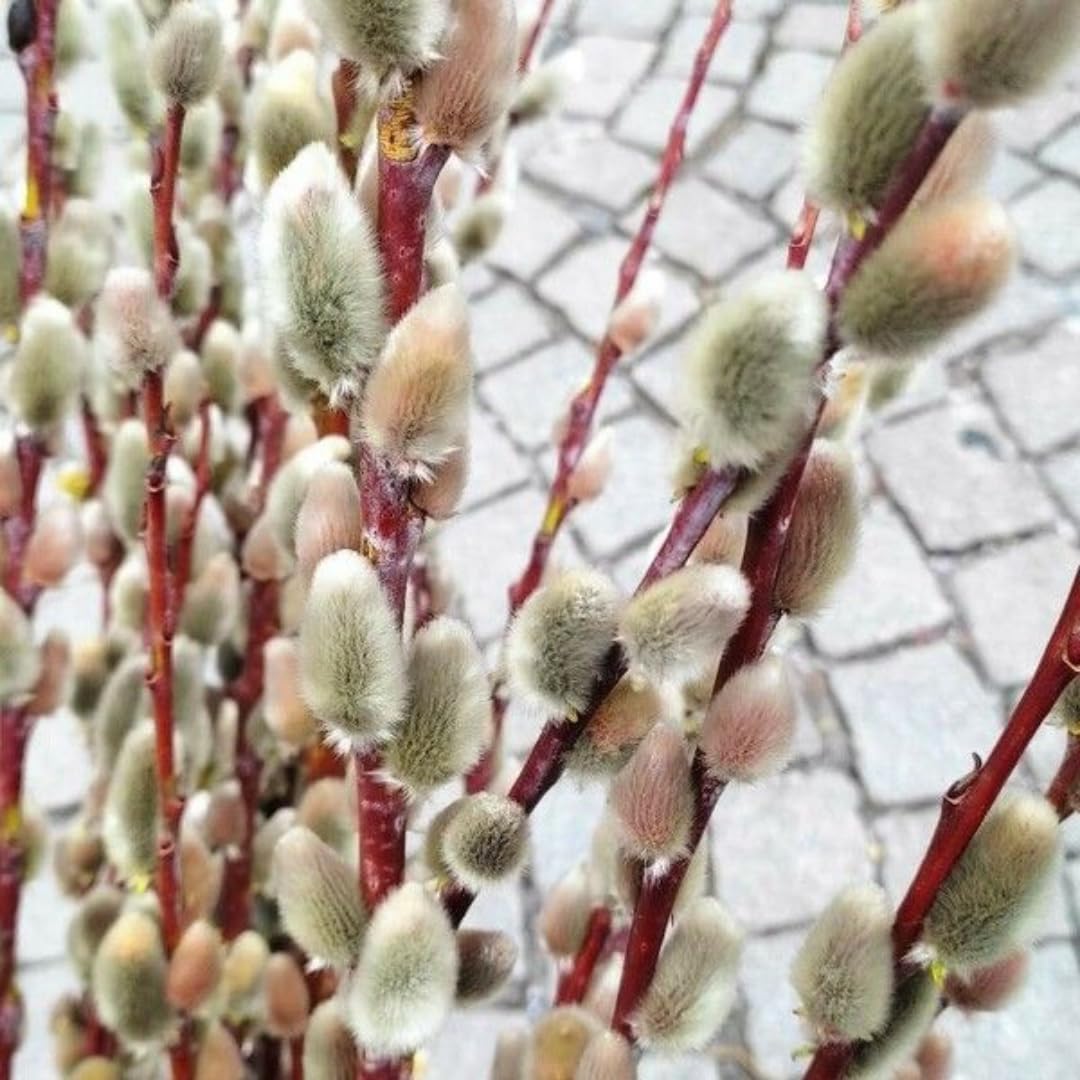 2 Dormant French Pussy Willow Trees Live Plants 6-12", Bare Root, Fast-Growing Cold Hardy, Dormant in Winter, 1 Year Old Willow