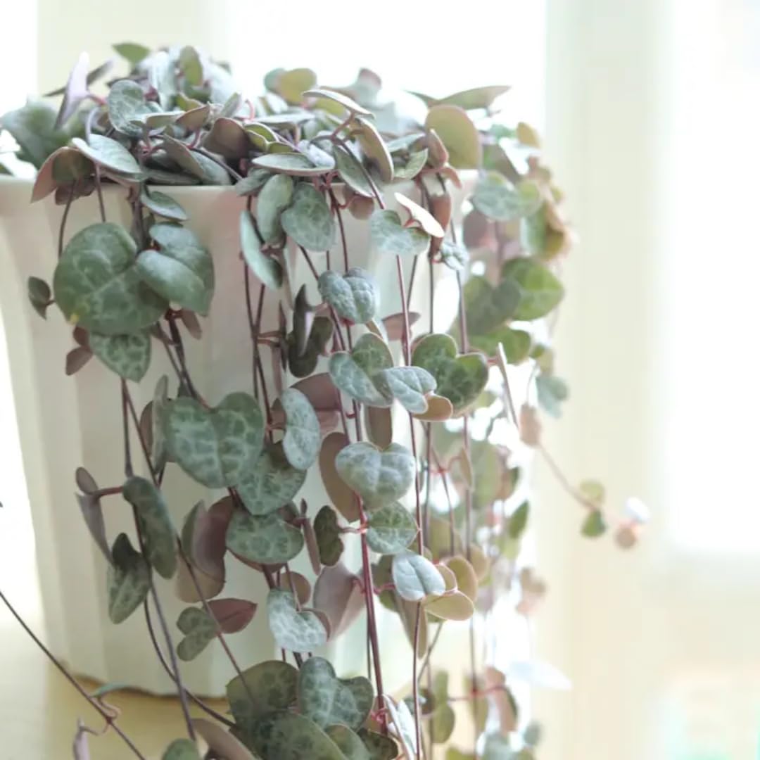 Variegated String of Hearts Live Plant in 2" Pot, Trailing Houseplant Indoor Outdoor, Fast-Growing, Indoor Hanging Succulent