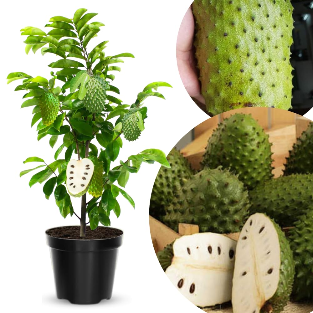 Sweet Giant Soursop Plant Live Tree, 2-3 Feet Tall, Ready to Bear Fruit, No CA, Outdoor Guanabana Annona Muricata Plants for Zones 10-11 Planting, 1 Gallon Potted