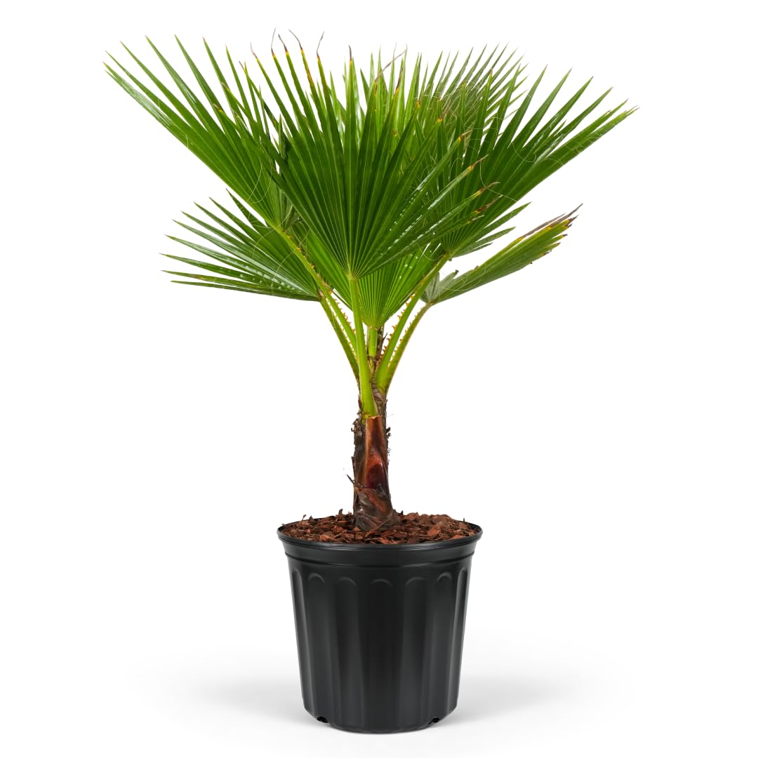 Washington Palm, Mexican Fan Palm Tree - Fast-Growing, Cold Hardy Tropical Live Plant - Drought Tolerant, Low Maintenance - Ideal for Gardens, Patios, and Indoor Spaces (3gal Pot, 3-4ft)
