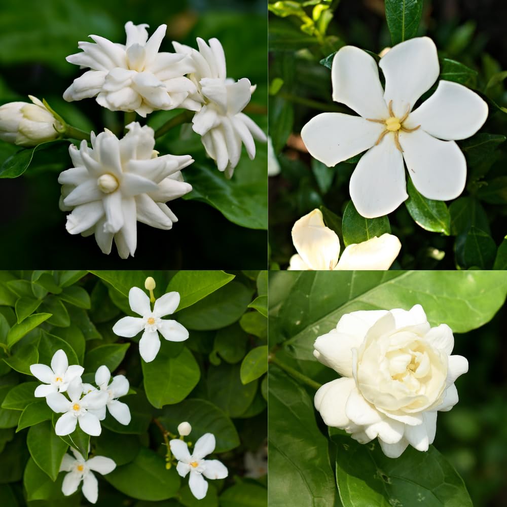 2 Mix Jasmine Plants Live, 4-7" Tall Jasmine Plant Outdoors Indoors Garden, Fragrant White Flowers Plants for Planting, Well Rooted, No Pot
