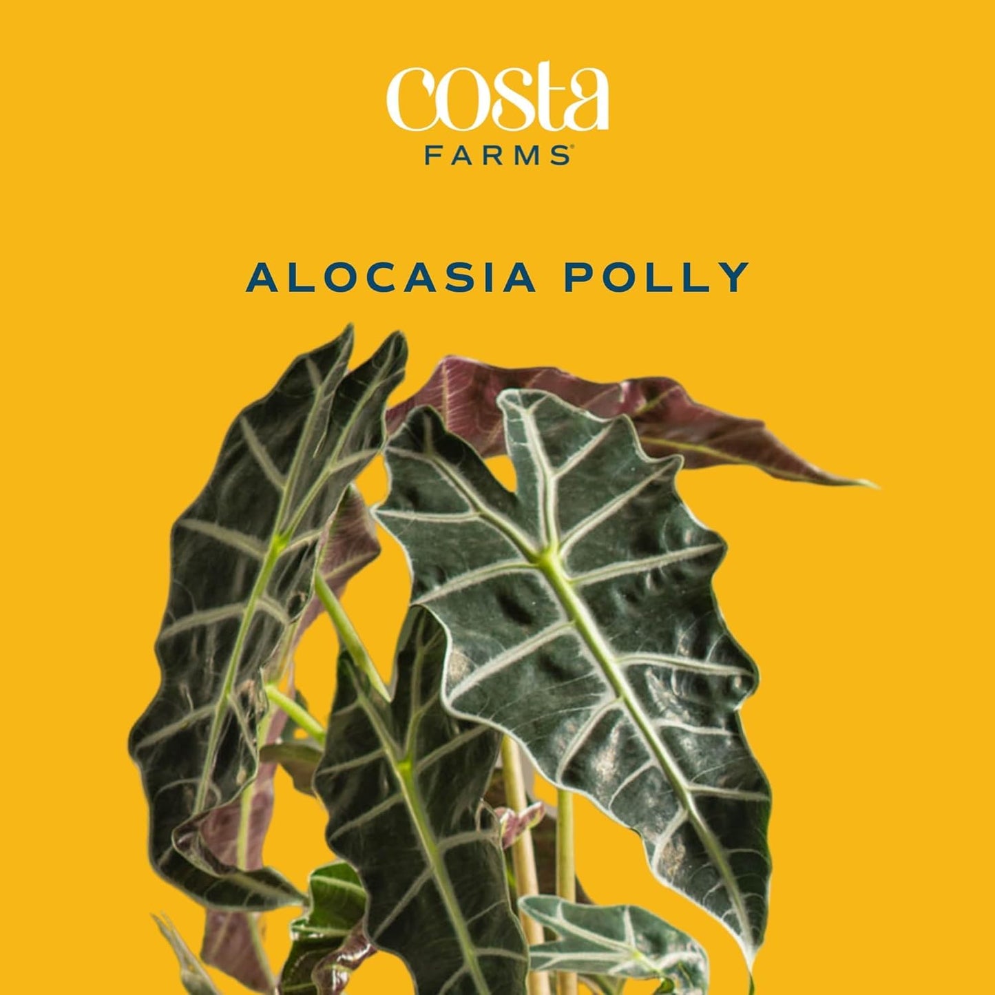 Costa Farms Alocasia Polly Live Plant in Decorative Pot, Indoor Houseplant, Perfect for Home, Room, or Office Decor, Great House Warming or Birthday Gift, 12-18 Inches Tall