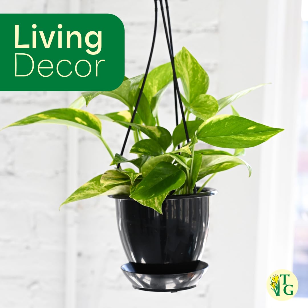 Thorsen's Greenhouse Golden Pothos, Live Indoor Vining Plant, Easy to Grow, Variegated Houseplant, Natural Air Purifier (Natural, 4-inch Pot)
