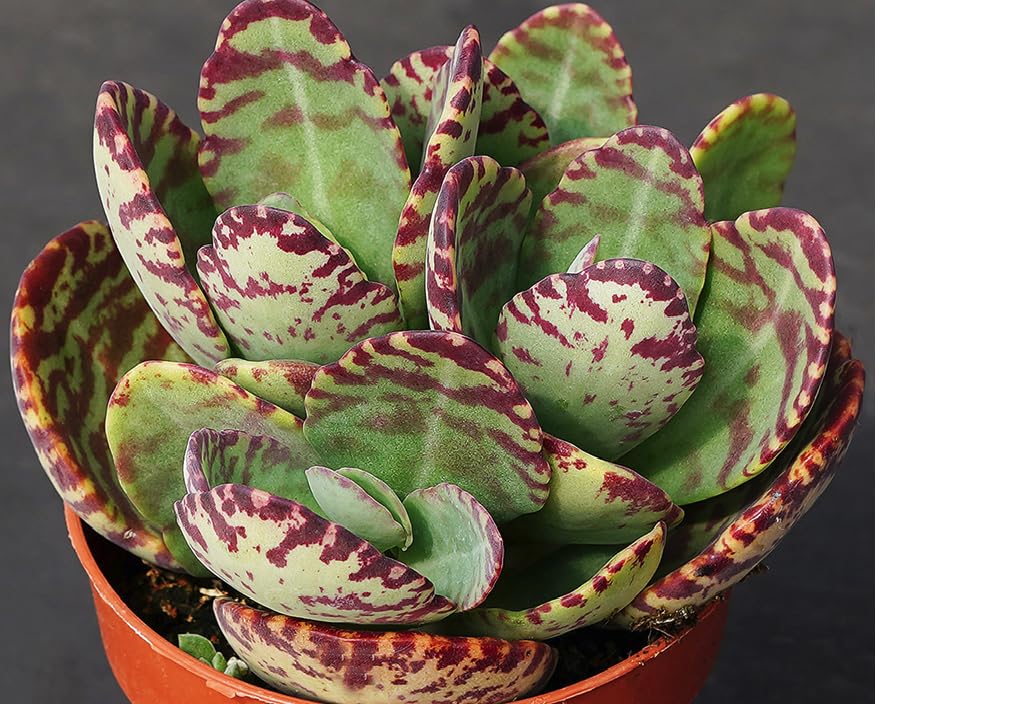 Tiger Kalanchoe Humilis Desert Surprise Rare Succulent Exotic Cactus 4'' Plant by Exotic-Succulent-Collection