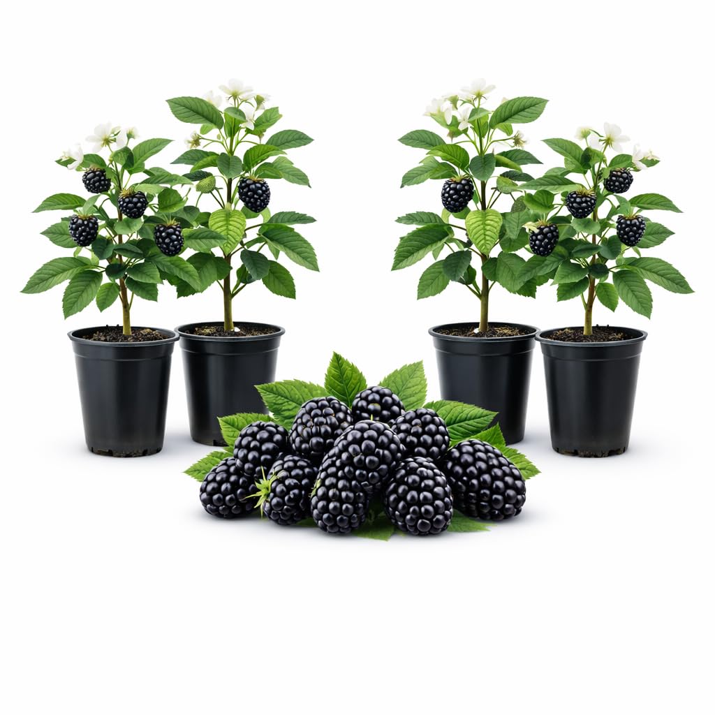 BlackBerry Plants Natchez Price Includes Four (4) Plants
