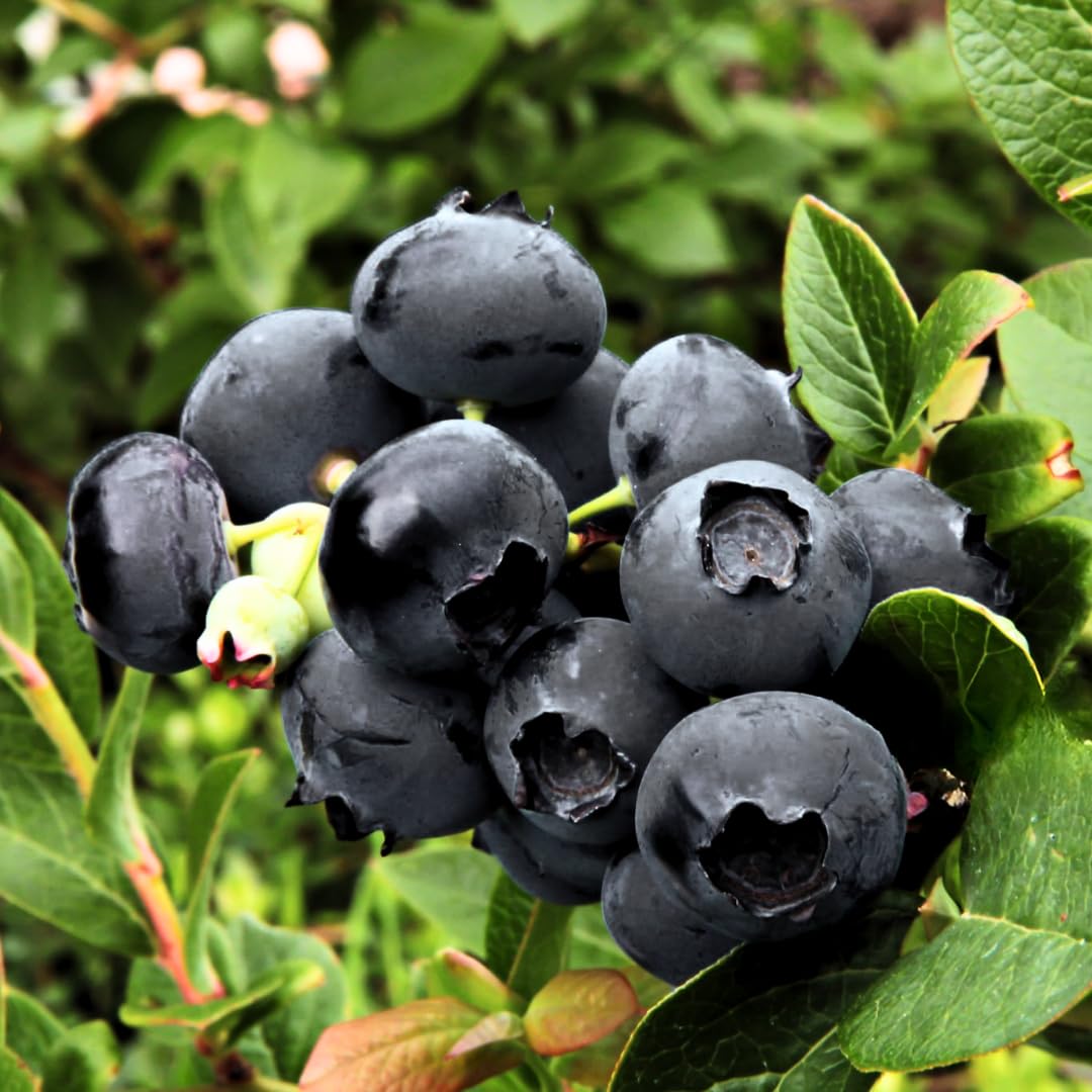 Sets 2 Black Huckleberry Bushes Tree Live Plant in 3" Pot, from 4-6 Inches Tall, Sweet Huckleberries Well Rooted, Dormant, Blueberry Like Shrubs