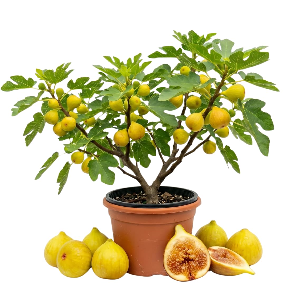 Fig Tree Live Plant, 1 Gallon Pot, Sweet Edible Fruit, Ready to Grow, Suitable for Gardens and Outdoor Planting, No Ship to CA (Yellow)