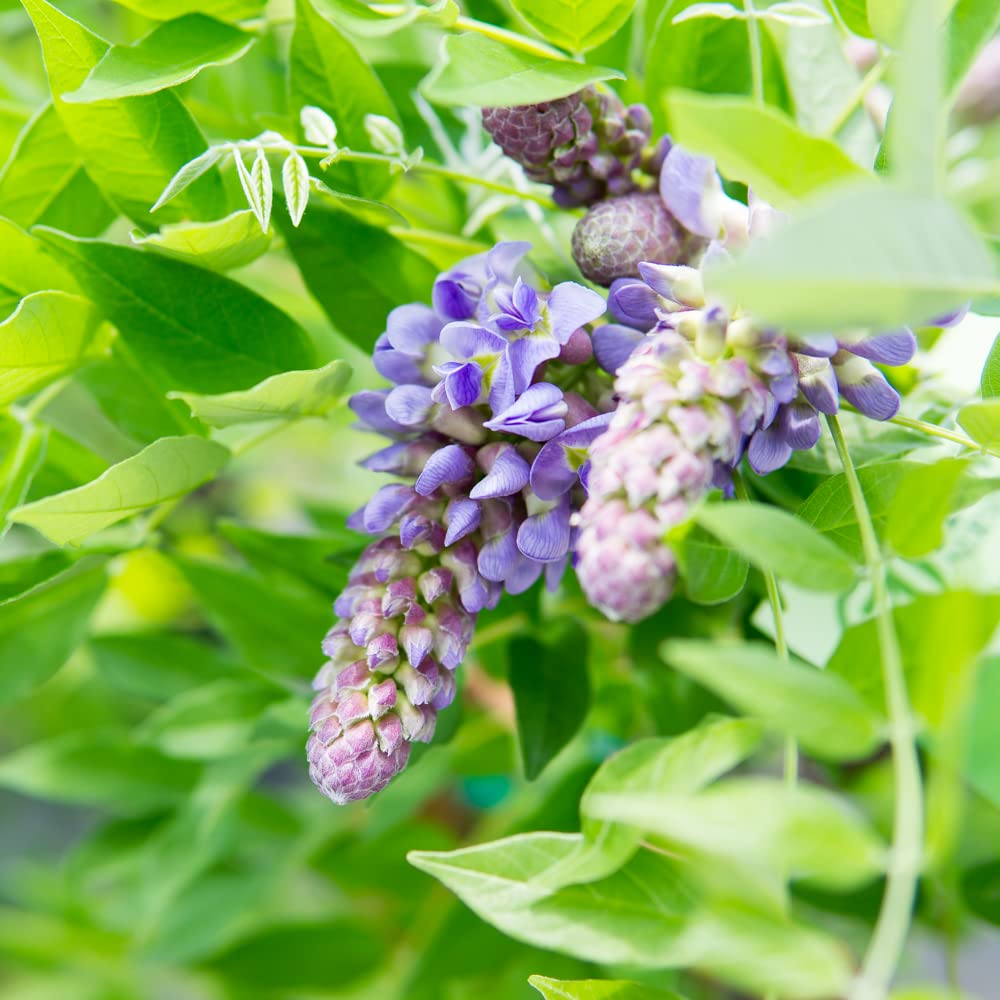 Perfect Plants Amethyst Falls Wisteria Vine 3 Gallon | Live Shrub for Outdoor Planting | Fast Growing Vines for Trellis or Fence | Beautiful Purple Flowers During Spring & Summer